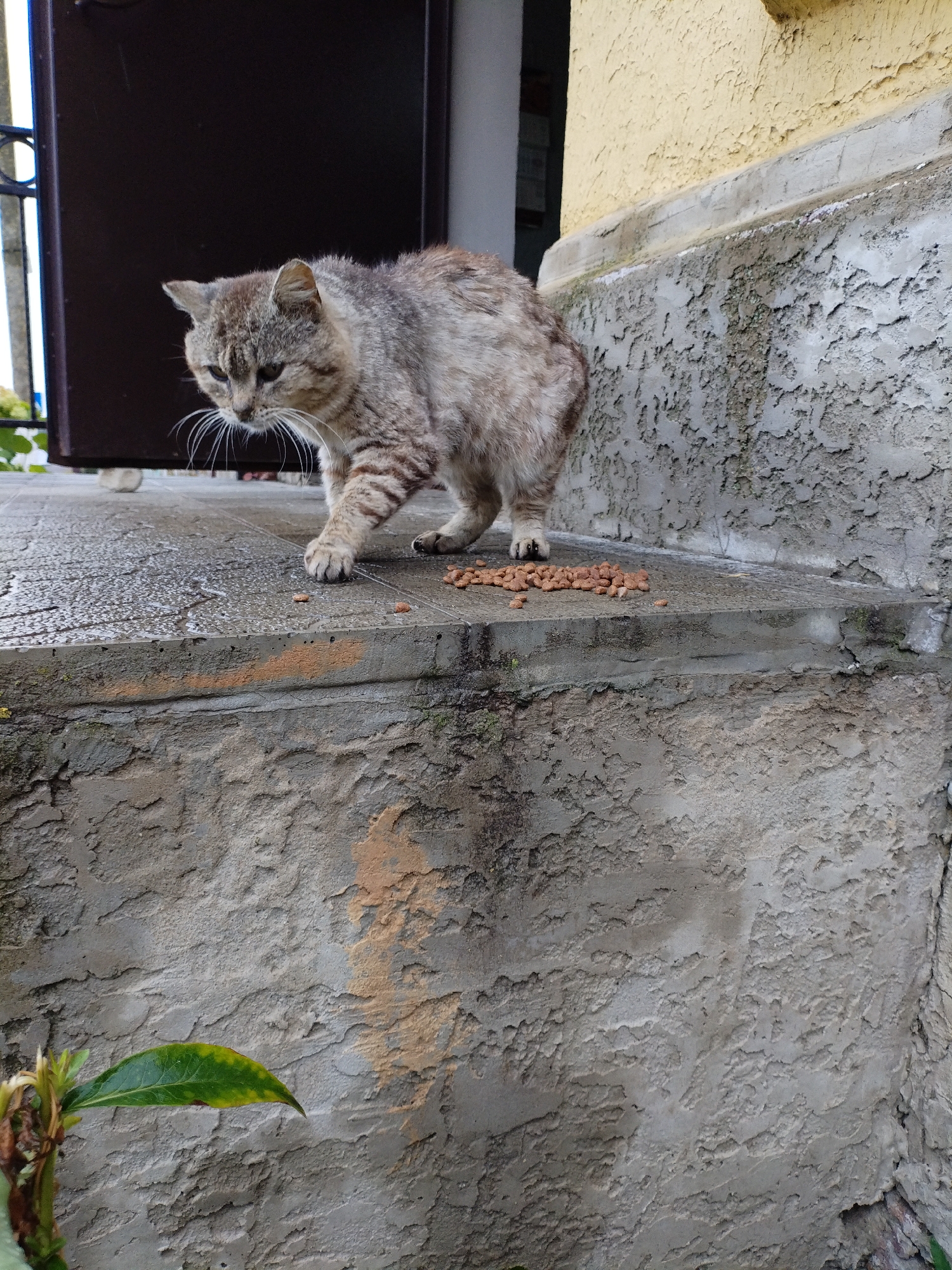 A tabby cat with grey and brown fur is standing on a wet, grey concrete surface in front of a dark brown door. The cat is looking down at a pile of brown kibble scattered on the surface. To the right of the cat, a textured yellow wall meets a rough, grey concrete staircase. A small green leaf is visible in the lower left corner. The scene appears to be an outdoor entryway in Bialynichy, Belarus, possibly a residential or commercial building given the architecture.