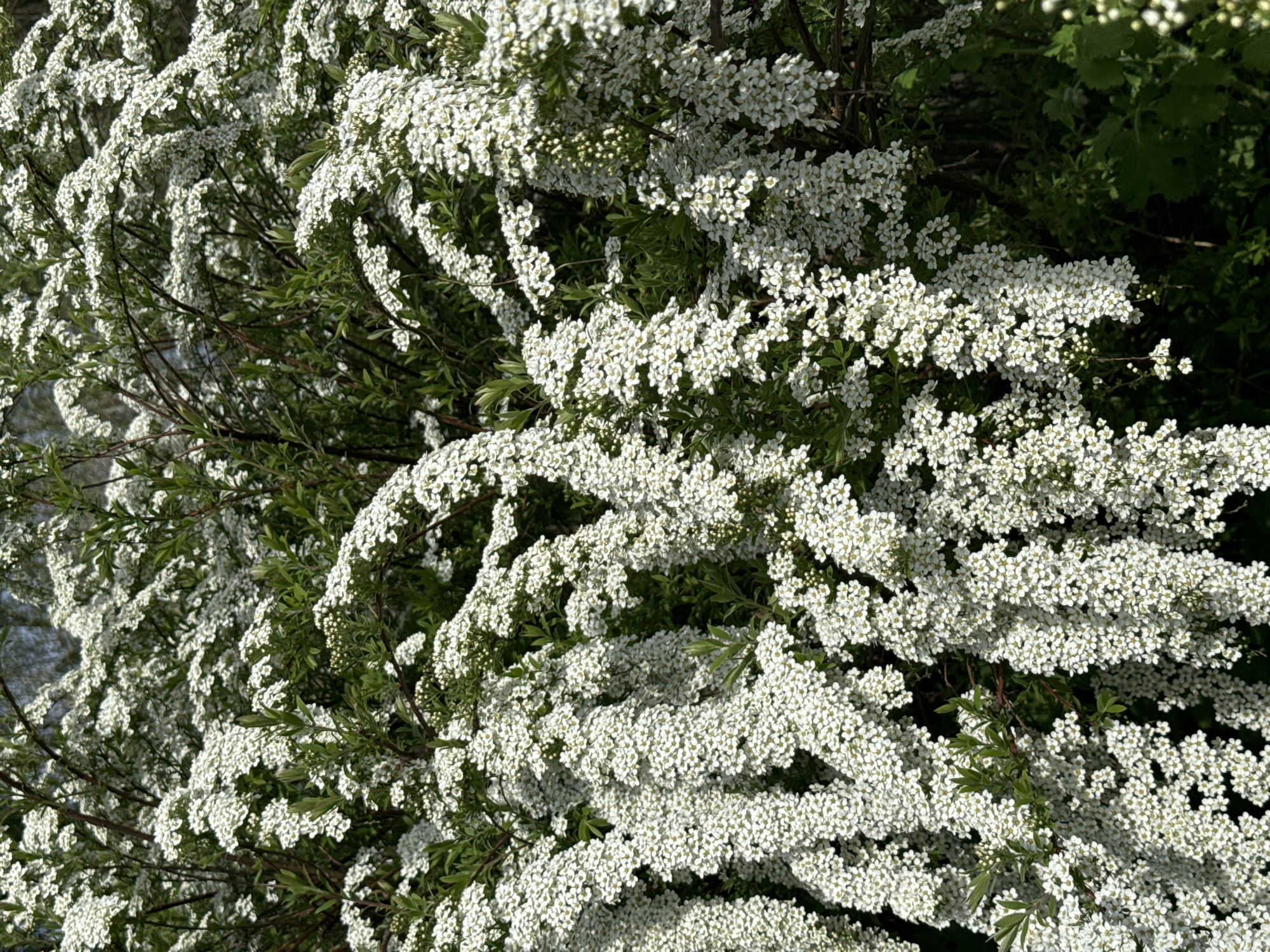 The image depicts a flowering shrub, most likely of the Spiraea genus (specifically, Spiraea x vanhouttei, also known as Vanhoutte spirea or bridalwreath spirea), densely covered with small white flowers. The bush is interwoven with green foliage, and the flower clusters hang in a cascading manner, giving the plant a profuse appearance. The setting appears to be outdoors in natural daylight. The location is Carnikava, Latvia.