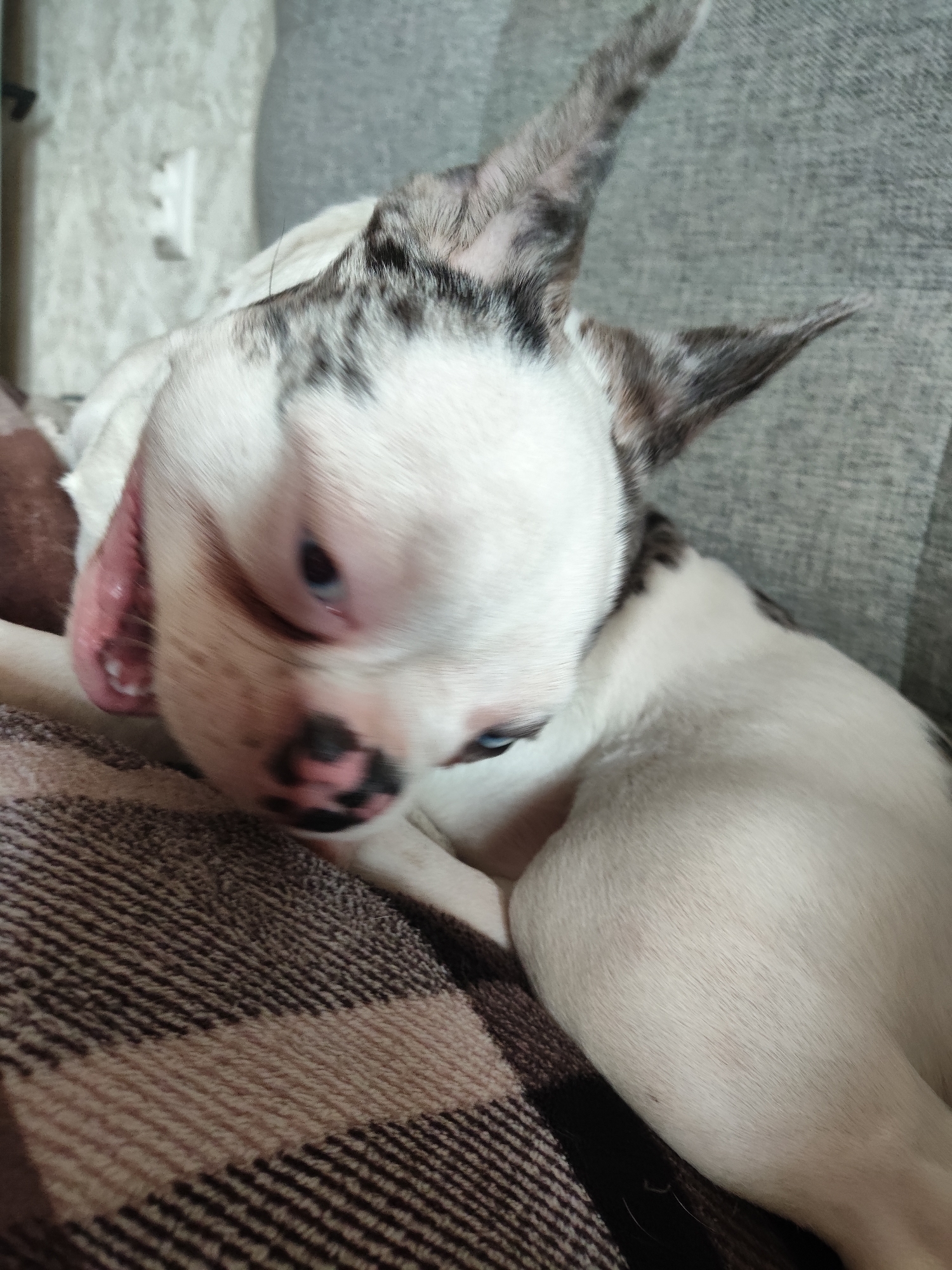 A close-up, slightly blurry shot shows a white puppy with black speckles on its nose and ears, lying on a brown and beige checkered blanket. The puppy's ears are large and pointed, with black and gray markings. Its eyes are blue. The puppy is resting its head on the blanket, and its body is mostly obscured by the blanket and its own position. In the background, a gray couch is visible, as is a white wall with a light switch. The scene appears to be indoors, likely in a home.