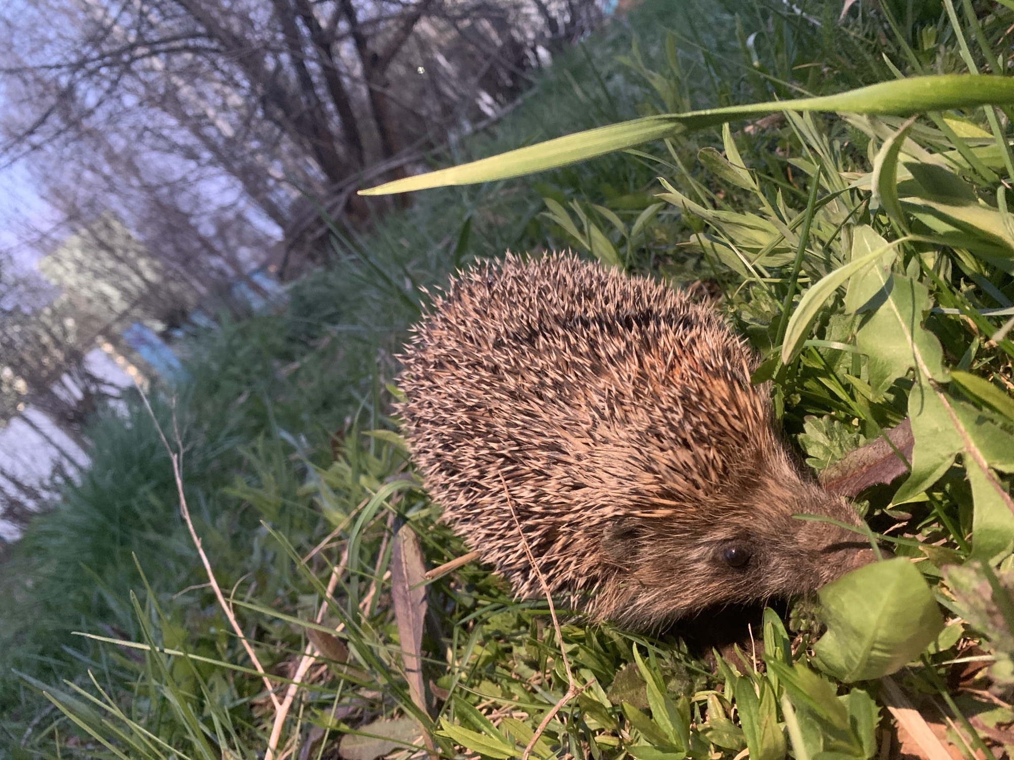 A hedgehog is in the grass in the city of Chaikovsky, Russia. The hedgehog is facing right and is surrounded by green grass and some dead leaves. The background is blurry, but there are trees and a building in the distance.