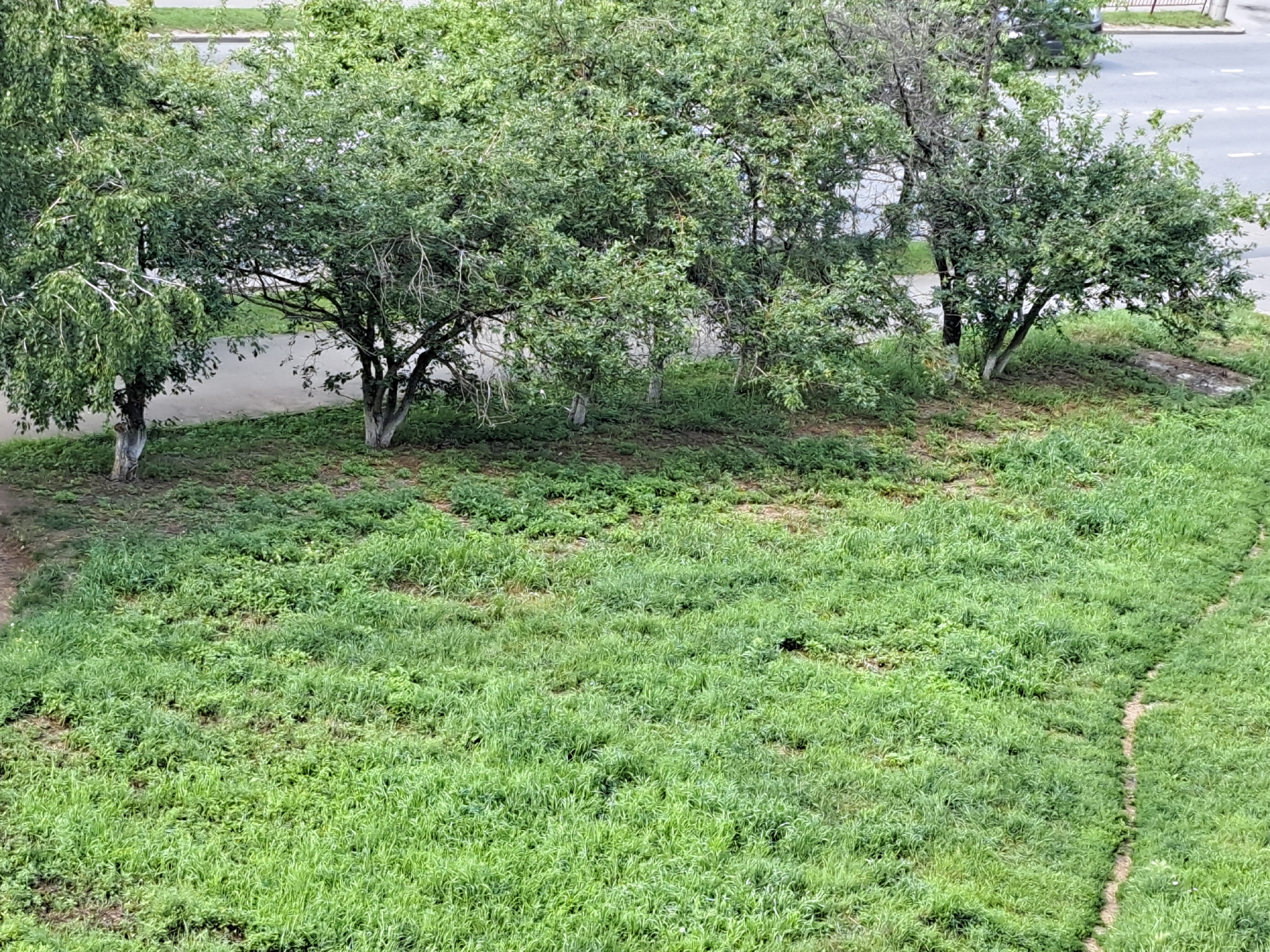 The image depicts a small, overgrown area with several trees and dense grass, likely a neglected patch of green space within an urban setting. The trees are varied in size and foliage, with some showing bare branches and others lush green leaves. The ground is covered in a thick carpet of grass, interspersed with patches of bare earth and some scattered debris. In the background, a paved area, possibly a road or sidewalk, is visible, with faint outlines of a vehicle and a fence. The overall impression is one of a somewhat unkempt, natural space juxtaposed with urban infrastructure. The specific location is in the city of Irkutsk, Russia.