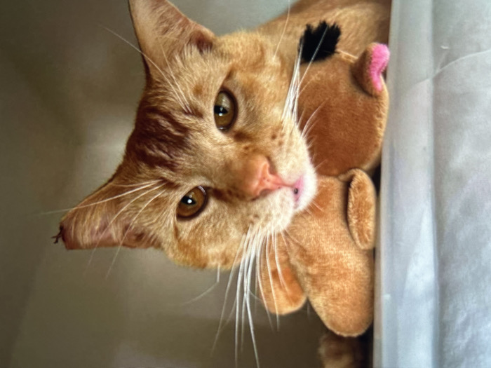 An orange tabby cat leans its head, looking directly at the viewer with golden eyes. Its face is partially obscured by a soft, plush toy with a pink ear. A black spot is visible on the toy's side. The cat's white whiskers are prominent. The background is a light neutral color, with a stark white surface to the right of the cat and toy.