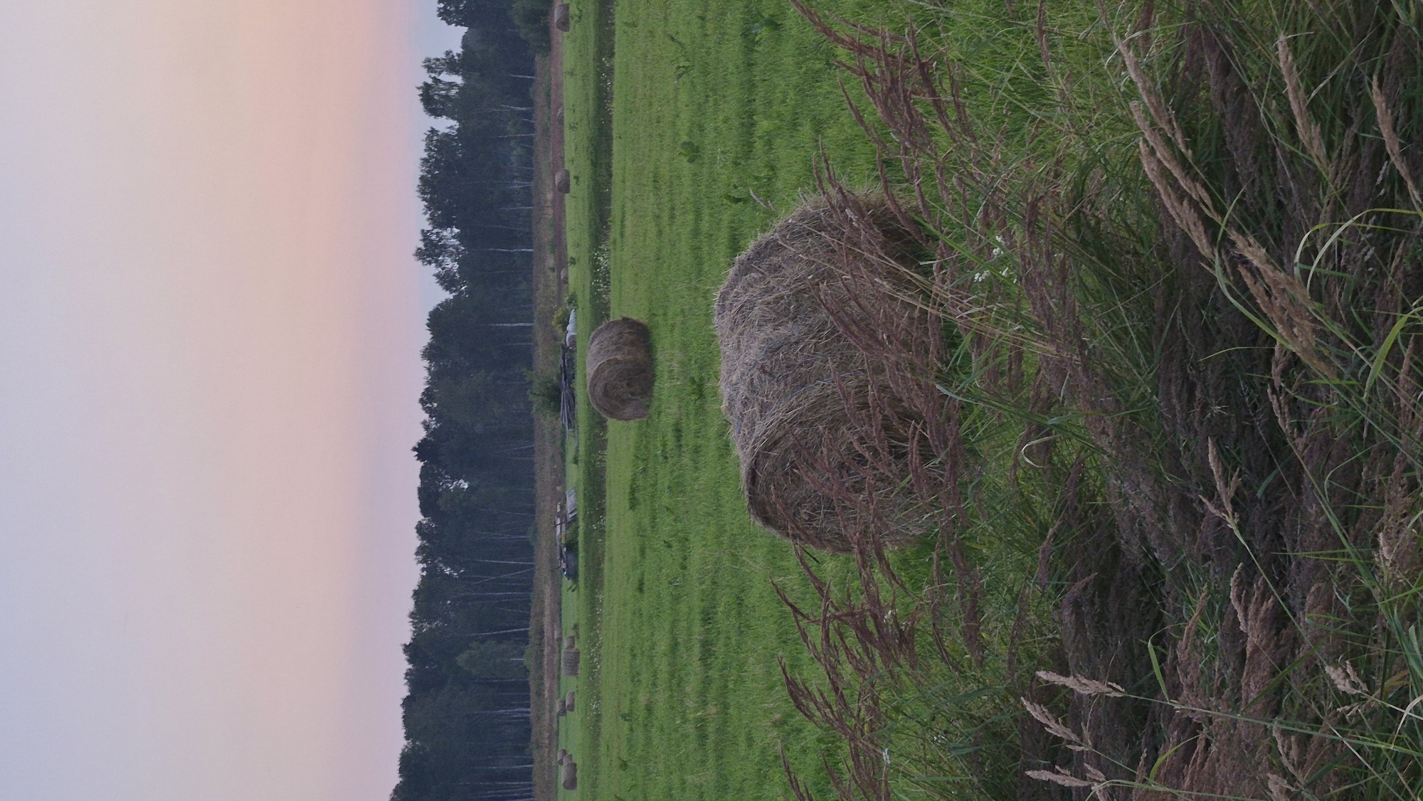 An image taken in Krauja, Latvia, shows a rural landscape at dusk. In the foreground, tall, dry grass with a reddish-brown hue sways across a lush green field. Two large, cylindrical hay bales are visible in the middle ground. The bale closer to the viewer is partially obscured by the foreground grass, while the second bale is more clearly visible in the center of the field. In the background, a dense line of dark green trees forms a horizon, with a faint pastel-colored sky, transitioning from pink to pale blue, overhead. The overall scene is tranquil and depicts a harvested field.