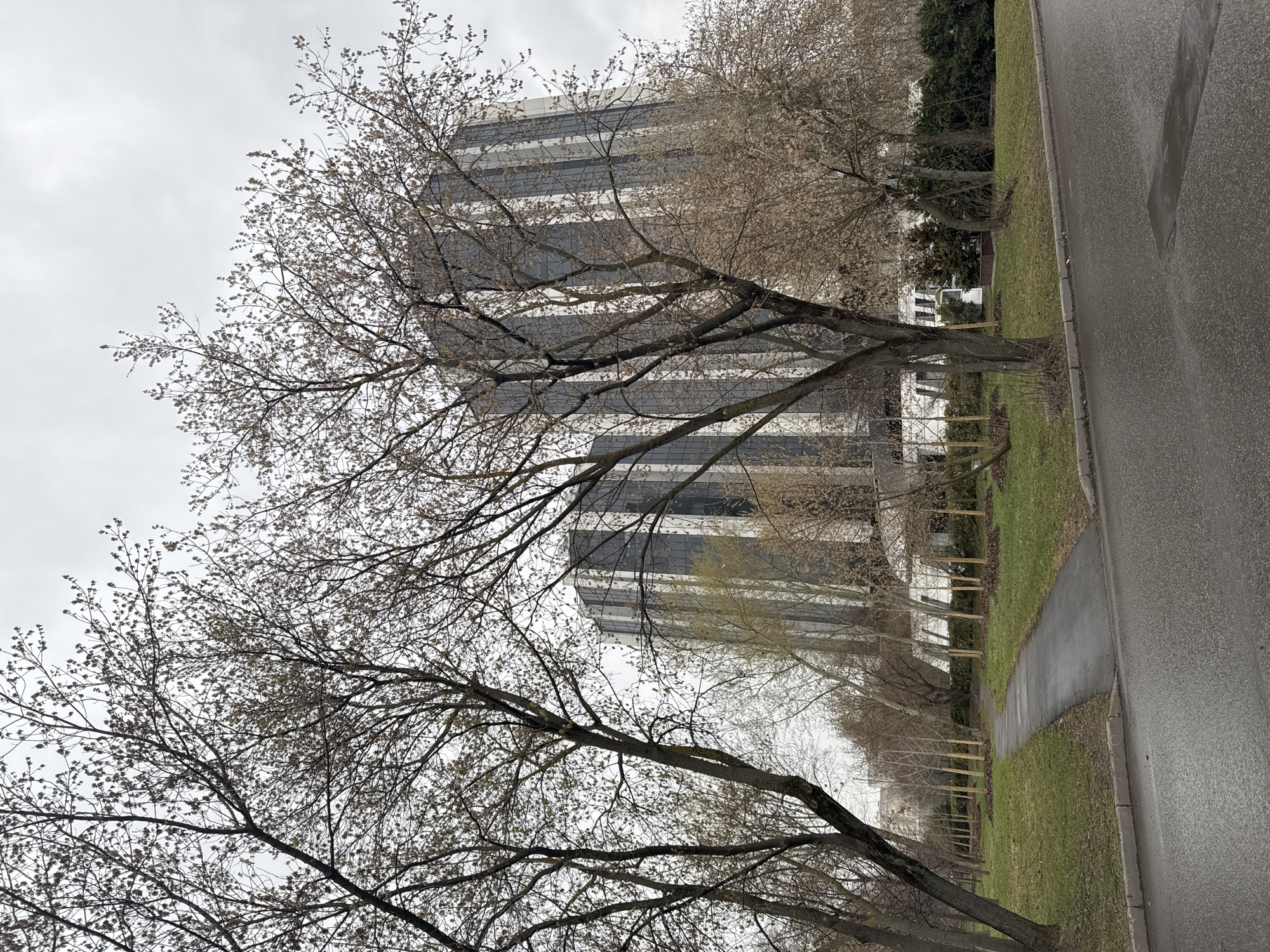 The image depicts a street scene in Moscow, Russia, characterized by a modern office building as a prominent backdrop. Several trees with bare branches stand along the edge of a park area beside the street. The trees in the foreground are partially in bloom, displaying early spring growth. A narrow sidewalk runs parallel to the street, bordered by a strip of green grass. The road surface appears wet, suggesting recent rain or damp conditions. The sky is overcast, with a gray, cloud-covered canopy that contributes to the overall muted lighting of the scene.
