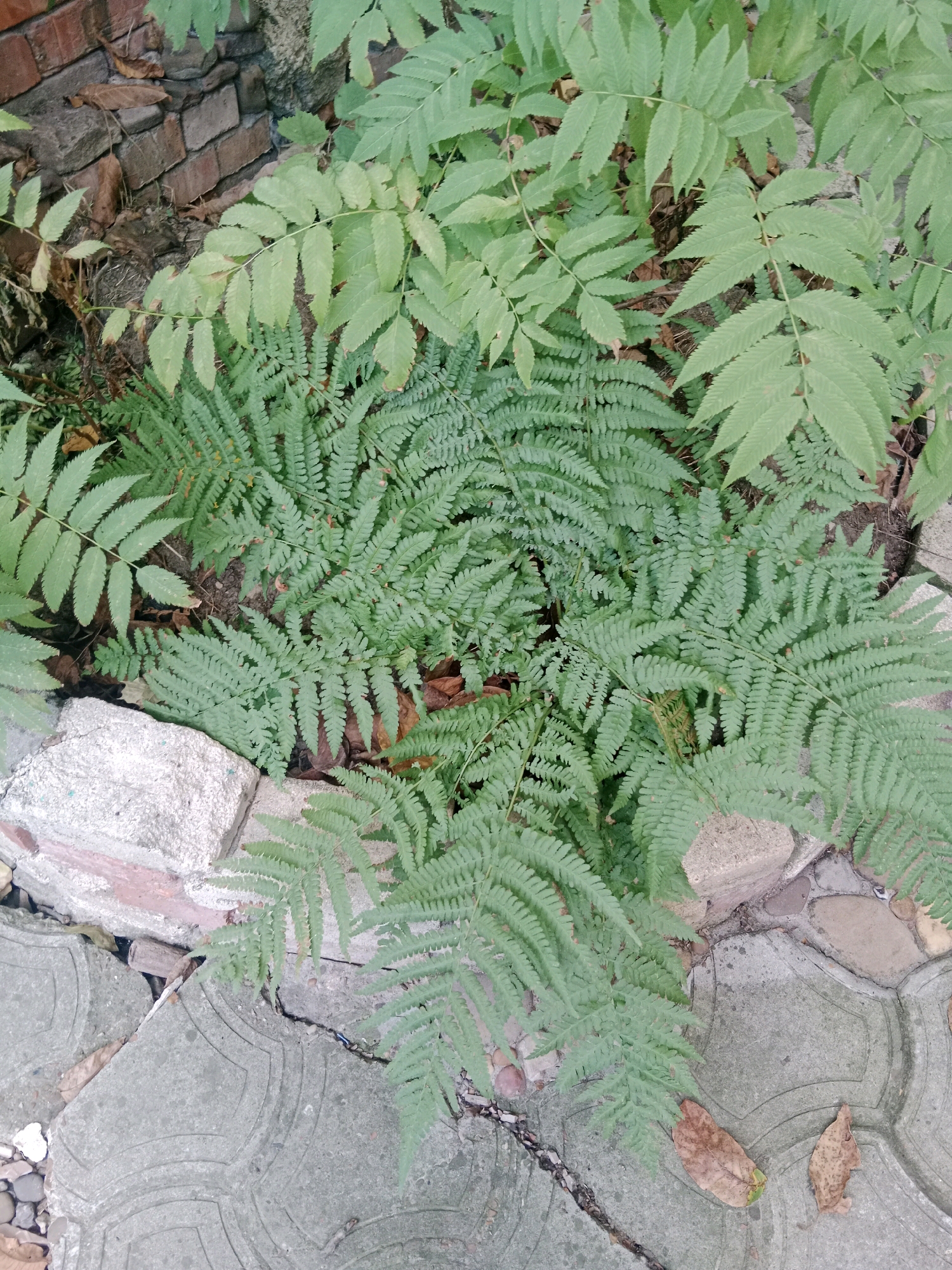 In Bălăbănești, Moldova, a close-up, overhead shot captures a cluster of lush green ferns growing amidst weathered brickwork and cracked, patterned paving stones. The foliage is dense, with delicate, serrated fronds of the ferns contrasting with the broader, compound leaves of a larger plant reaching in from the upper frame. Several dry, brown leaves are scattered on the ground and amongst the paving stones, indicating a natural, outdoor setting. The lighting is diffuse, suggesting an overcast day or shaded area. There are no people or animals visible in the image. The scene depicts a small patch of nature reclaiming a space within an urban or semi-urban environment.