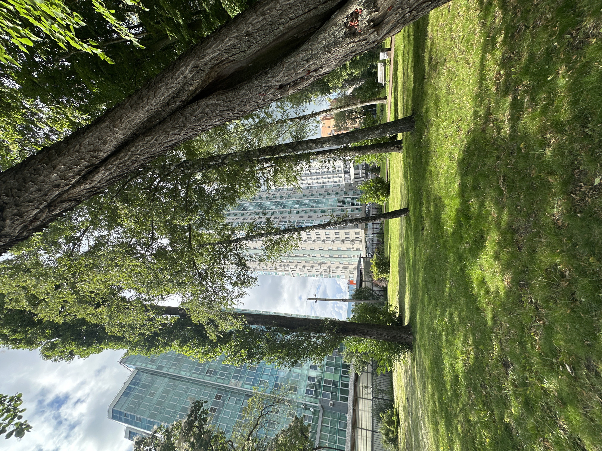 The image depicts a park area in the city of Lipetsk, Russia, with a focus on trees and modern buildings. In the foreground, large trees with textured bark dominate the scene, their branches casting shadows on the green, well-maintained grass. Several slender trees are also visible, spaced out across the lawn.
In the background, a tall, contemporary building with a blue-tinted glass facade stands prominently. To its right, another, slightly shorter building with a similar architectural style is visible, featuring a grid of windows. The sky is partly cloudy, with patches of blue showing through.
The park area appears to be a public space, with a white bench visible in the middle ground. The overall impression is one of urban greenery coexisting with modern architecture.