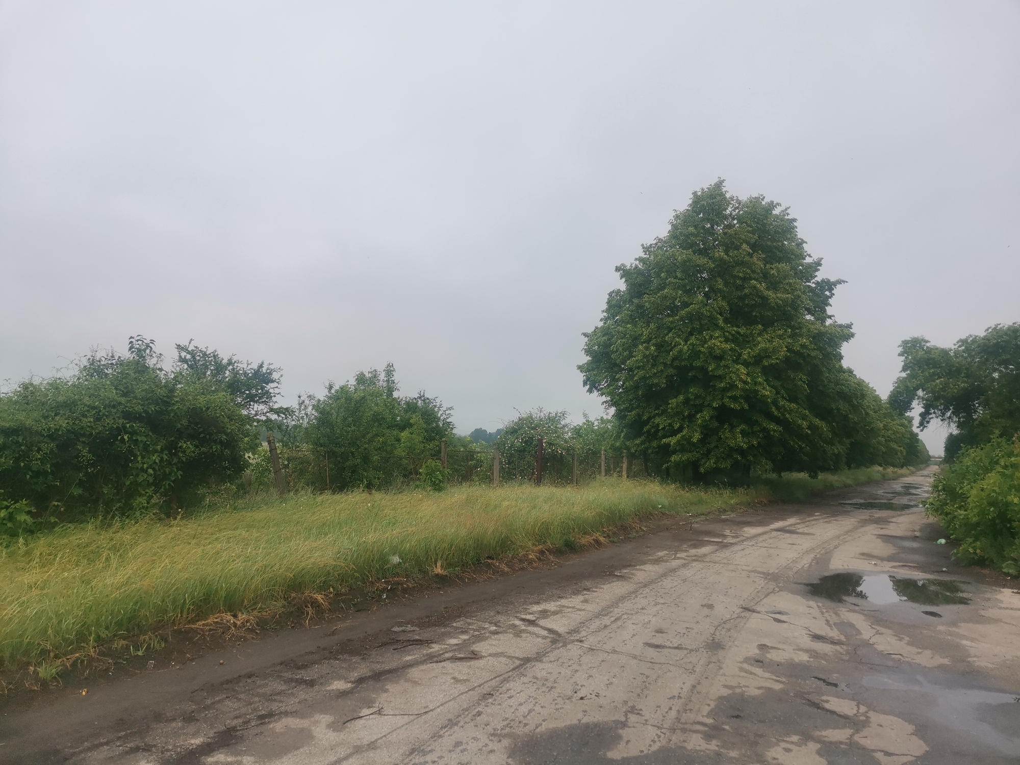 The image displays an overcast, daytime scene in Zhivkovo, Bulgaria, featuring a rural or unmaintained road flanked by dense green vegetation. The sky is a uniform light grey, indicating heavy cloud cover or fog, with no direct sunlight visible.
On the left side of the road, a wide strip of tall, unkempt grass, varying in shades of green and yellow, grows profusely. Behind this grass, a dense thicket of bushes and smaller trees forms a natural boundary, with segments of a metal fence and wooden posts partially visible through the foliage.
The road itself is unpaved or poorly surfaced, appearing as cracked, grey asphalt with numerous patches of dirt and substantial puddles reflecting the dull sky. Distinct tire tracks are etched into the wet, muddy sections of the road, suggesting recent vehicle passage. The road curves gently to the right as it recedes into the distance, lined by more trees.
On the right side of the road, a large, mature deciduous tree with vibrant green leaves stands prominently in the mid-ground. Further down the path, a continuous line of similar trees borders the road, creating a verdant, somewhat enclosed pathway. Closer to the foreground on the right, some smaller bushes are also visible.
No people or animals are present, leaving the scene peaceful and still. The wet road surface indicates recent rainfall or damp conditions. The overall impression is one of a quiet, natural, and slightly melancholic environment due to the grey weather. There is no visible text in the image.