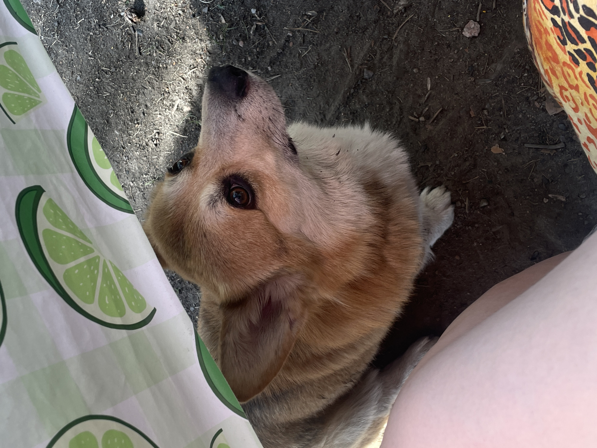 The image depicts a Corgi dog in the city of Boitsovo, Russia, positioned on a patch of dark, uneven soil containing small twigs and debris. The dog, with tan, brown, and white fur, has its head tilted upwards and slightly to its right, its dark brown eyes attentively focused on an unseen subject above. Its black muzzle shows light brown whiskers, and small specks of dirt are visible on its chest and lower muzzle.
In the foreground to the left, a light-skinned, bare human leg or thigh is partially visible. In the bottom right corner, another human leg is partially visible, clad in fabric featuring an orange, yellow, and black animal print pattern. The dog appears to be sitting beside or between these human figures.
Above the dog, a white and light green checkered fabric patterned with stylized green lime slices partially covers the upper portion of the frame, casting shadows over the dog and sections of the ground. The lighting indicates direct sunlight in some areas of the ground, creating a high-contrast scene. No specific buildings or distant landscape features are visible.