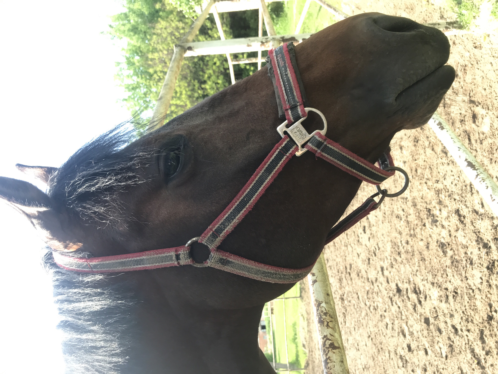 A close-up, slightly angled image features the head and partial neck of a dark bay horse wearing a halter. The halter is made of woven material with red and grey stripes, and it has silver-colored metal hardware, including rings and a buckle. The horse's head is turned towards the right side of the frame, with its eye and forelock visible on the left side. The background includes elements of an outdoor environment, such as a white metal fence and a patch of dirt or sand. Green foliage and a portion of a white structure are visible in the distance. The location is Unknown, Unknown.