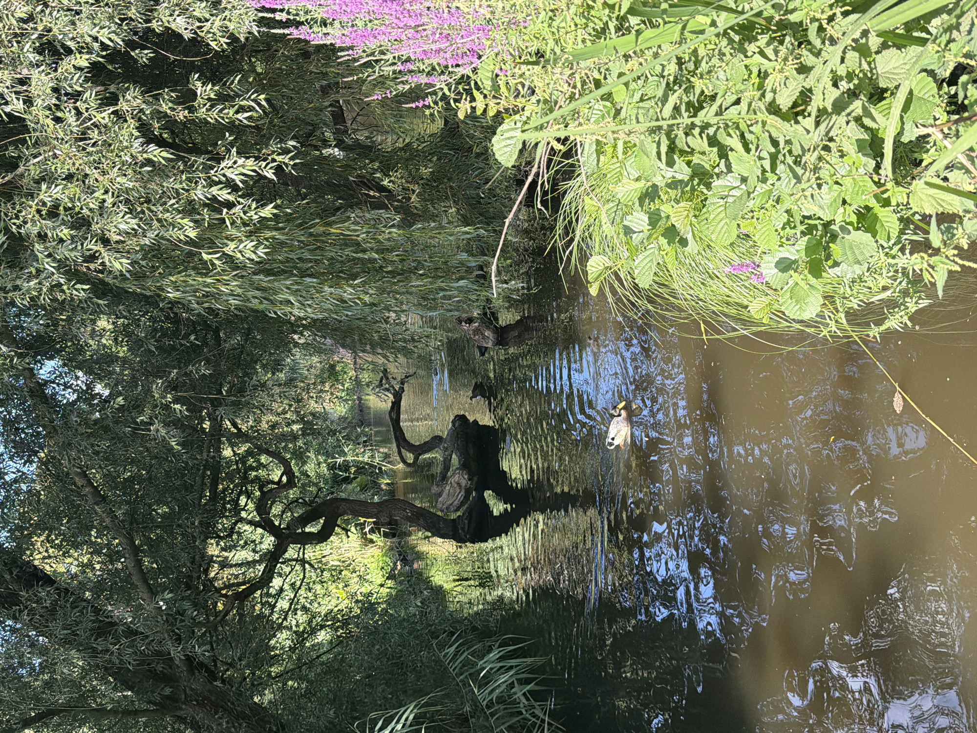 This image depicts a narrow waterway flowing through a densely vegetated area. The water is dark and reflects the surrounding foliage. On the left bank, tall reeds and grasses grow along the water's edge. The right bank features lush green plants, including some with purple flowers. Overhanging branches from large trees, likely willows due to their drooping nature, cast dappled shadows on the water.
In the water, a single duck is swimming towards the right. Further back, several other ducks are resting on a fallen log submerged in the water. The overall atmosphere is serene and natural, suggesting a park or a natural reserve within a city. While the specific location in Amsterdam is not identifiable from the image itself, such waterways are common in Amsterdam's parks and green spaces, such as the Amsterdamse Bos or Vondelpark, which feature similar canals and abundant vegetation. The scene is tranquil and undisturbed.