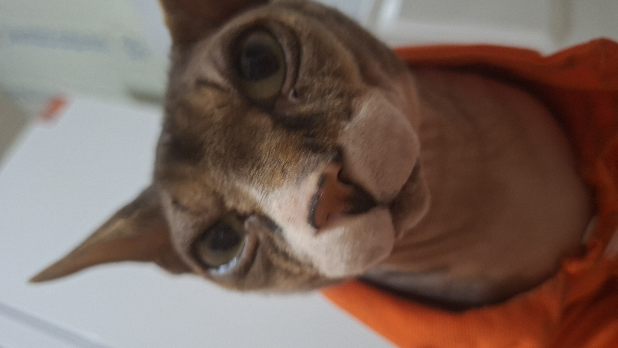 A close-up, eye-level shot depicts a Sphynx cat looking directly into the camera lens. The cat's face dominates the frame, exhibiting characteristic hairless, wrinkled skin with distinctive tabby-like coloration comprising shades of brown and grey, particularly noticeable around the eyes and forehead. Its prominent ears are pointed and erect. The cat's nose is a light pinkish-brown, and its large, round eyes are light green or hazel, reflecting a light source. The cat is clad in an orange garment, possibly a sweater or hoodie, visible around its neck and chest. The background is severely out of focus, rendering it an indistinct blur of light grey and white tones, suggesting an indoor environment. The specific location is Забалоцкі сельскі Савет, Belarus. No human presence or additional objects are clearly discernible.