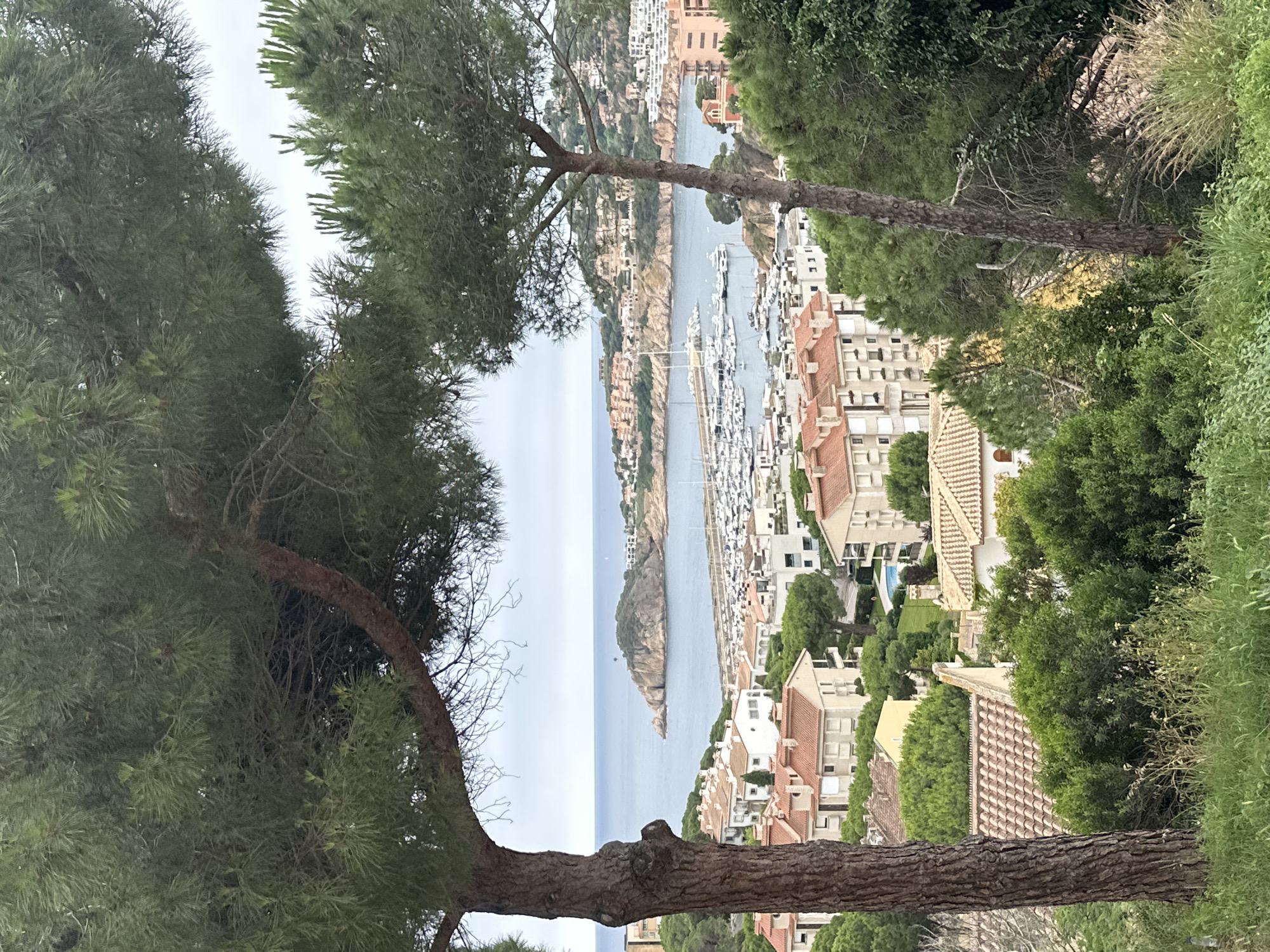 A medium shot captures a panoramic view of a coastal town and its harbor, framed by the boughs of two large pine trees. The scene is dominated by the blue expanse of the sea in the background, meeting a slightly overcast sky. In the mid-ground, a bustling marina is filled with numerous white sailboats and yachts docked in neat rows. Beyond the marina, the town's architecture is characterized by buildings with terracotta roofs, intermingled with lush green trees and vegetation. The foreground is a grassy slope dotted with sparse dry grass and some taller green plants. The overall impression is that of a serene coastal settlement on a partly cloudy day. This vista is specifically from the Mirador de Sant Elm in Sant Feliu de Guíxols, Spain, looking towards the port and the bay.