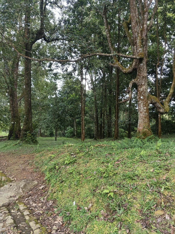 The scene depicts a natural wooded area in Tah, Vietnam, characterized by dense vegetation and tall trees under diffused lighting, suggesting an overcast sky or deep shade. In the immediate foreground, a gentle slope covered predominantly by light green moss, various small ground plants, and ferns extends across the lower half of the image. The bottom-left reveals a section of a dirt path with exposed soil, scattered fallen leaves, and some irregular stone or concrete edging. The midground features a clearing that transitions into a denser line of trees. On the left, two thick tree trunks, partially covered in moss and lichen, stand prominently. On the right, a large deciduous tree with a gnarled, textured trunk and substantial, horizontally spreading branches, also bearing moss, dominates the right side. The background consists of a dense forest canopy composed of numerous tree trunks and a thick layer of green leaves, with glimpses of a bright, overcast sky visible through the foliage at the top. No individuals, animals, or direct signs of human activity beyond the path are visible.
