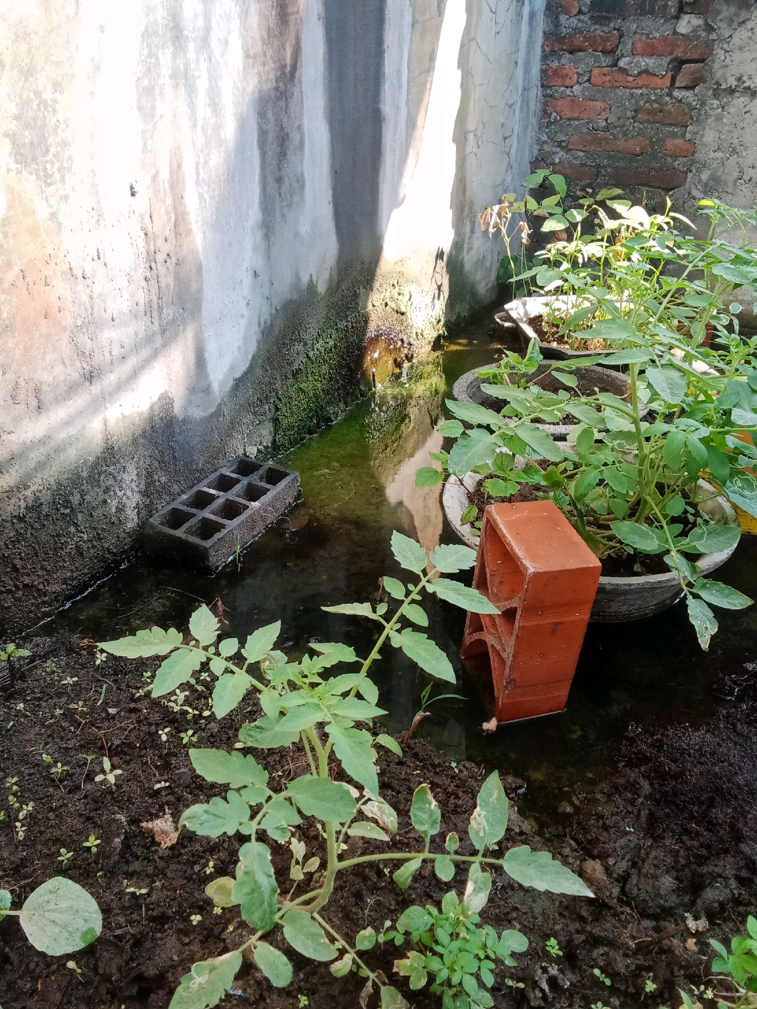 In a yard in Sidorejo, Indonesia, on a cloudy day, a patch of ground is covered in dark soil and small green plants. Two larger potted plants with green leaves sit in shallow, murky water. To the left of the pots, a gray, multi-celled brick rests in the water, and a red brick stands upright in the water near the right-hand pot. A moss-covered wall runs along the left side of the image, with a brick wall visible in the background to the right. The scene suggests a garden or plant nursery area with standing water.
