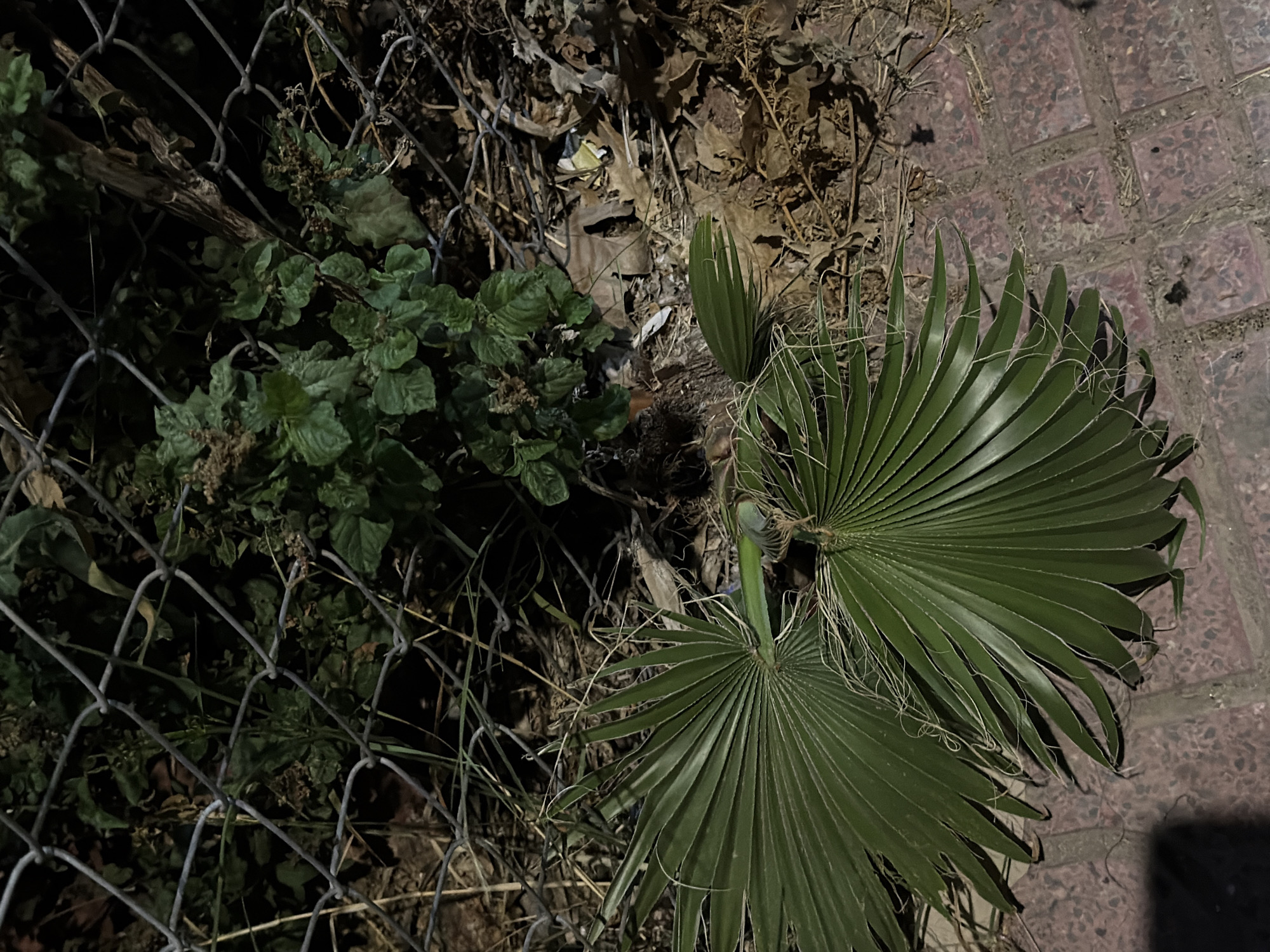 The image depicts a ground-level view of a narrow section of an outdoor area, possibly a neglected corner of a garden or alleyway. A chain-link fence dominates the upper portion of the frame, behind which dense green foliage and dried plant matter are visible. In the foreground, two large, fan-shaped palm fronds lie across a section of reddish-brown paver stones. A small bundle of what appears to be dark, fine debris is situated between the fronds and the fence, partially obscured by the vegetation. The lighting suggests it is either dawn, dusk, or nighttime with artificial illumination. The context provided, placing this scene in Sant Antoni De Portmany, Spain, suggests an urban or semi-urban environment. There are no people or animals readily apparent in the image.