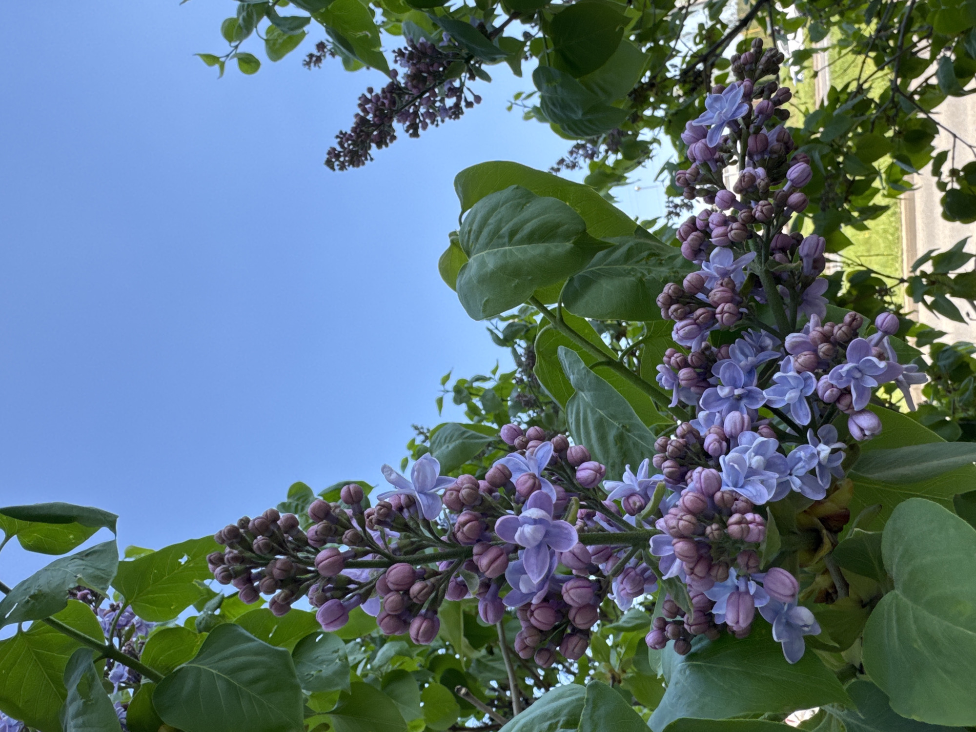 The image shows lilac flowers and green leaves against a clear blue sky. The flowers are in various stages of bloom, with some still in bud form and others fully open. A building is visible in the background. The location is Unknown, Unknown.