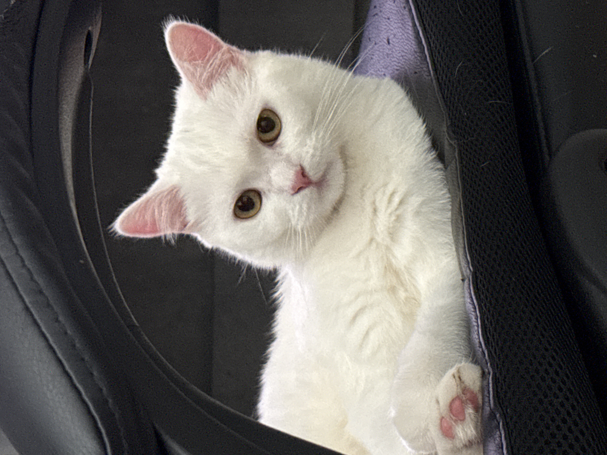 A white cat with amber eyes and pink paw pads is lying on a dark surface that appears to be the seat of a chair. The cat is mostly white with some faint orange/yellow tinges in its fur, particularly around its face. The cat's ears are pointed and pink. Its paws are crossed in front of it. The background is dark and out of focus, suggesting a low-light environment. There are no people or other animals visible in the image.