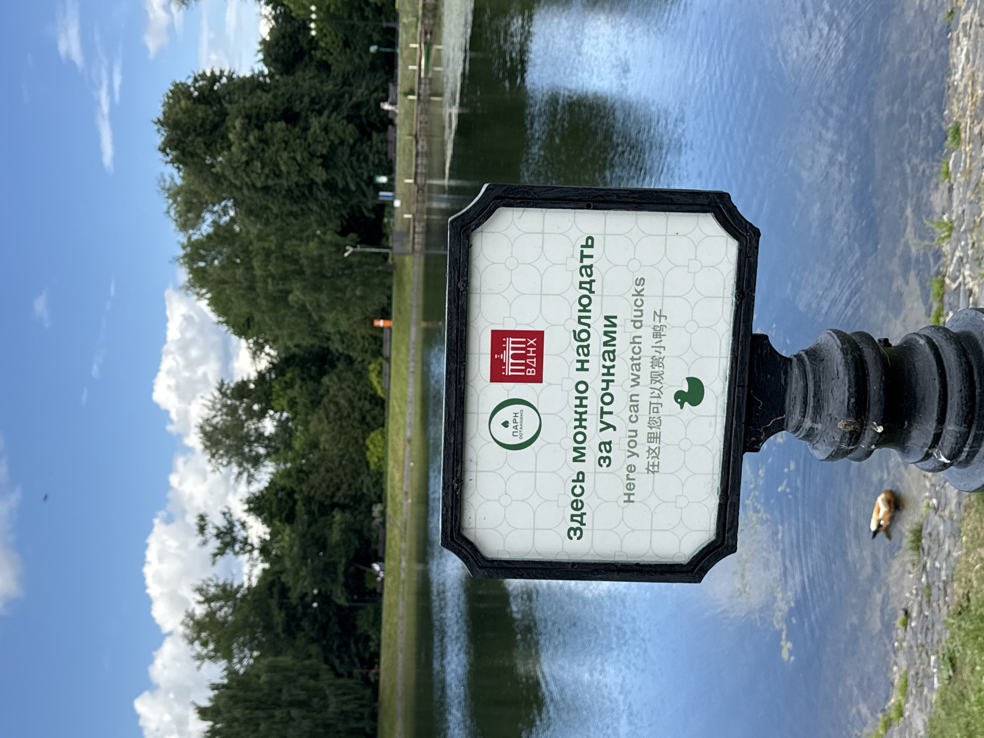 This is a vertical, medium shot of a sign in front of a pond with trees in the background. The sign has a black border and a white background with a repeating geometric pattern. On the left side of the sign are two logos, one circular and green with text that reads "ПАРК ОСТАНКИНО" and another red and white logo with text that reads "ВДНХ". To the right of the logos, text is printed in three languages: Russian, English, and Chinese. The Russian text says "Здесь можно наблюдать за уточками", the English text says "Here you can watch ducks", and the Chinese text says "在这里您可以观赏小鸭子". A small illustration of a duck is also present on the sign.
The pond is calm, with a reflection of the sky and trees on its surface. The trees in the background are lush and green, suggesting it is a warm day. The sky is blue with scattered white clouds, indicating daytime. The overall setting appears to be a park, likely a public space given the signage. A single ruddy shelduck, a species of duck, is visible in the water near the right edge of the frame, wading close to the shore. No people are visible in the image. The image evokes a peaceful and pleasant atmosphere, inviting visitors to enjoy nature.