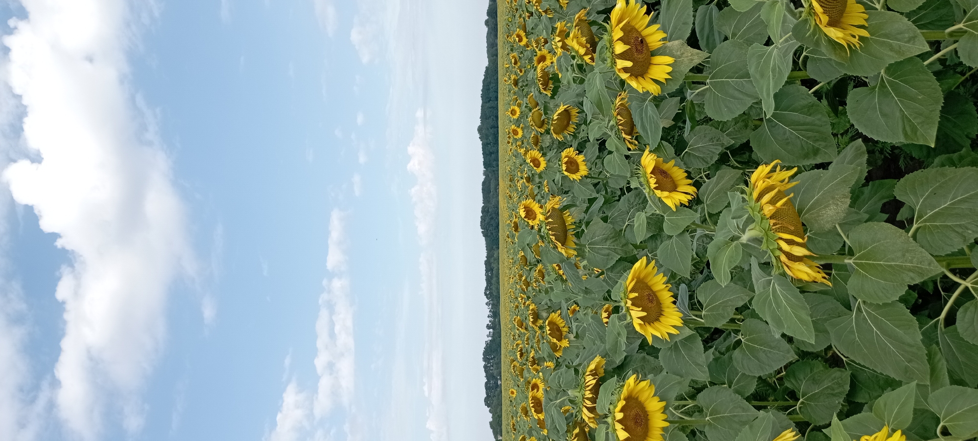 A vast field of sunflowers stretches towards a distant tree line under a partly cloudy blue sky. The sunflowers, predominantly yellow with dark centers, are in various stages of bloom, with some heads bowed. Their large green leaves create a dense canopy. The horizon is marked by a dark green band of trees, suggesting a rural or park-like setting. The image is taken from a low angle, emphasizing the abundance of flowers.