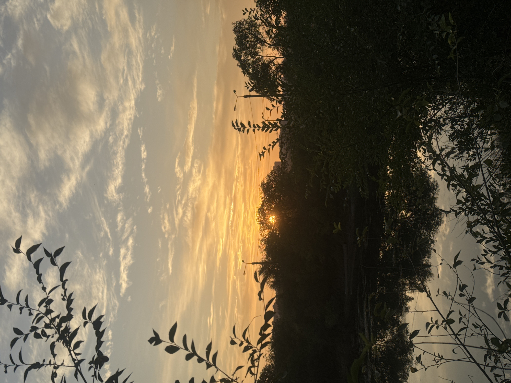 A serene sunset is captured over a body of water, likely a river or lake, in Irkutsk, Russia. The sky is painted with warm hues of orange and yellow, streaked with thin, wispy clouds. In the foreground, silhouetted branches and dark foliage frame the scene, with some leaves appearing in sharp focus. The water's surface acts as a mirror, reflecting the fiery sky and the dark shapes of trees and distant buildings. A street lamp stands tall amidst the trees, its light subtly competing with the setting sun. The overall atmosphere is peaceful and tranquil, evoking the quiet beauty of nature at dusk in an urban setting.