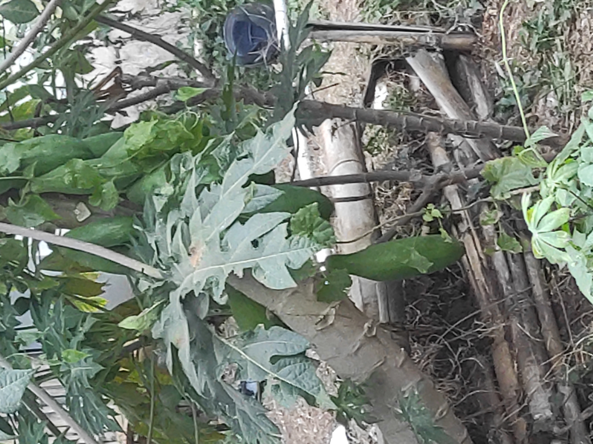 A medium shot shows a papaya tree with green leaves and several developing papayas. The tree is growing in a somewhat cluttered outdoor environment with logs and debris on the ground. In the background, a dark blue helmet is visible on a structure made of white pipes. The scene appears to be in a residential area or backyard in Sumedang, Indonesia.