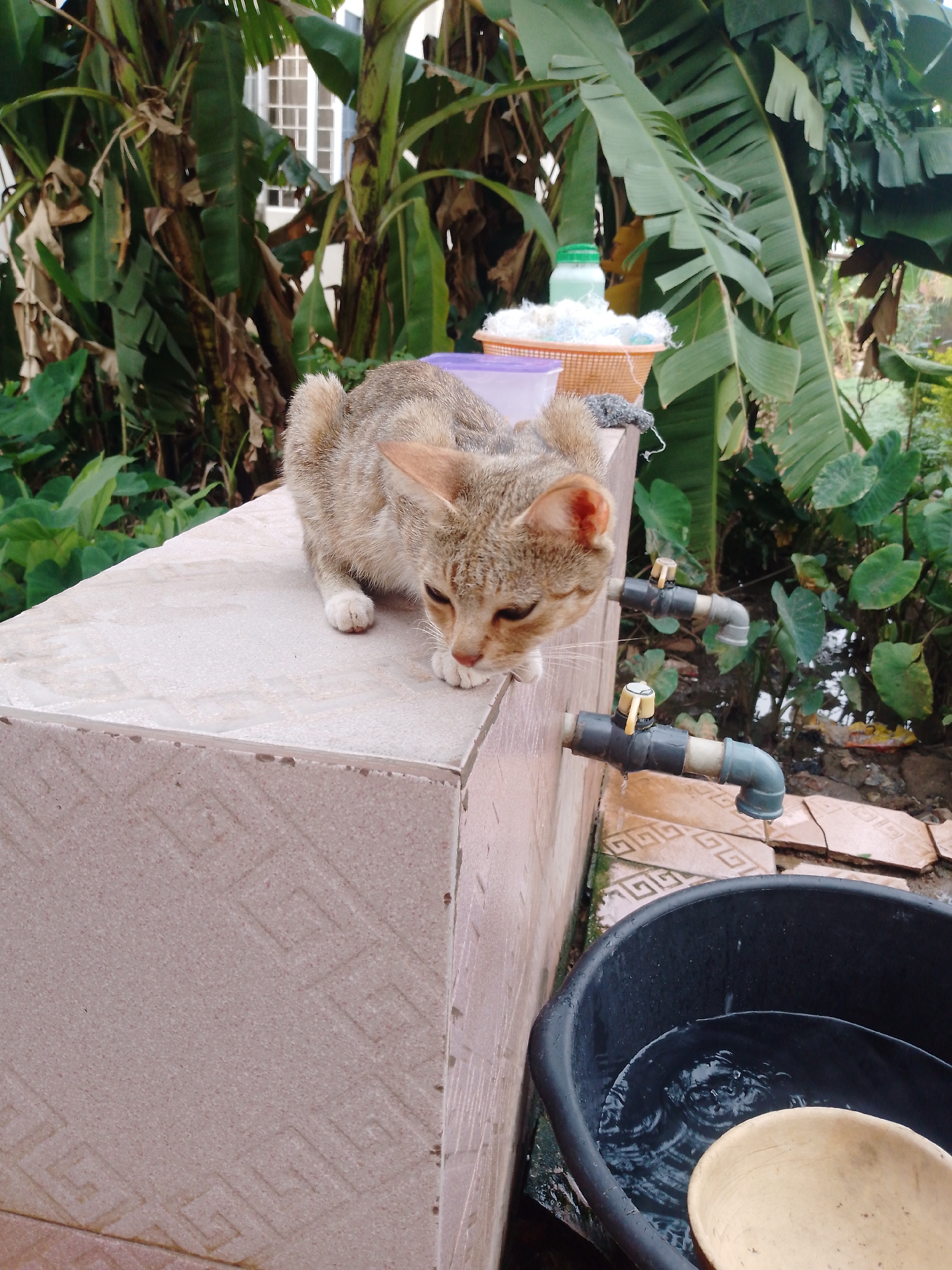 A light brown tabby cat with fawn and grey markings is the central subject of this outdoor scene. The cat is crouched on a tiled ledge, its front paws near the edge, as it intently watches or drinks from a stream of water dripping from a grey PVC pipe tap directly below. Its ears are perked, and its eyes are focused downwards.
The tiled ledge, which has a repeating geometric pattern, forms the foreground and midground. Below the ledge and the dripping tap is a large black plastic basin, partially filled with water, in which a lighter-colored, possibly wooden or ceramic, bowl floats. Another similar tap is visible further back and slightly higher.
In the background, dense tropical foliage dominates, featuring large green leaves, characteristic of banana trees, and other plants. Through a gap in the leaves, a white-framed window of a building can be faintly seen. To the right of the cat, on a surface behind it, a woven basket containing white, fluffy material (possibly yarn or cotton) and a green-capped bottle are visible.
The scene depicts a bright, clear daytime, suggesting pleasant weather conditions. The setting appears to be a functional outdoor area, possibly a backyard or utility space, given the taps and basin. There is no visible text in the image. The location context indicates Akwanga, Nigeria.