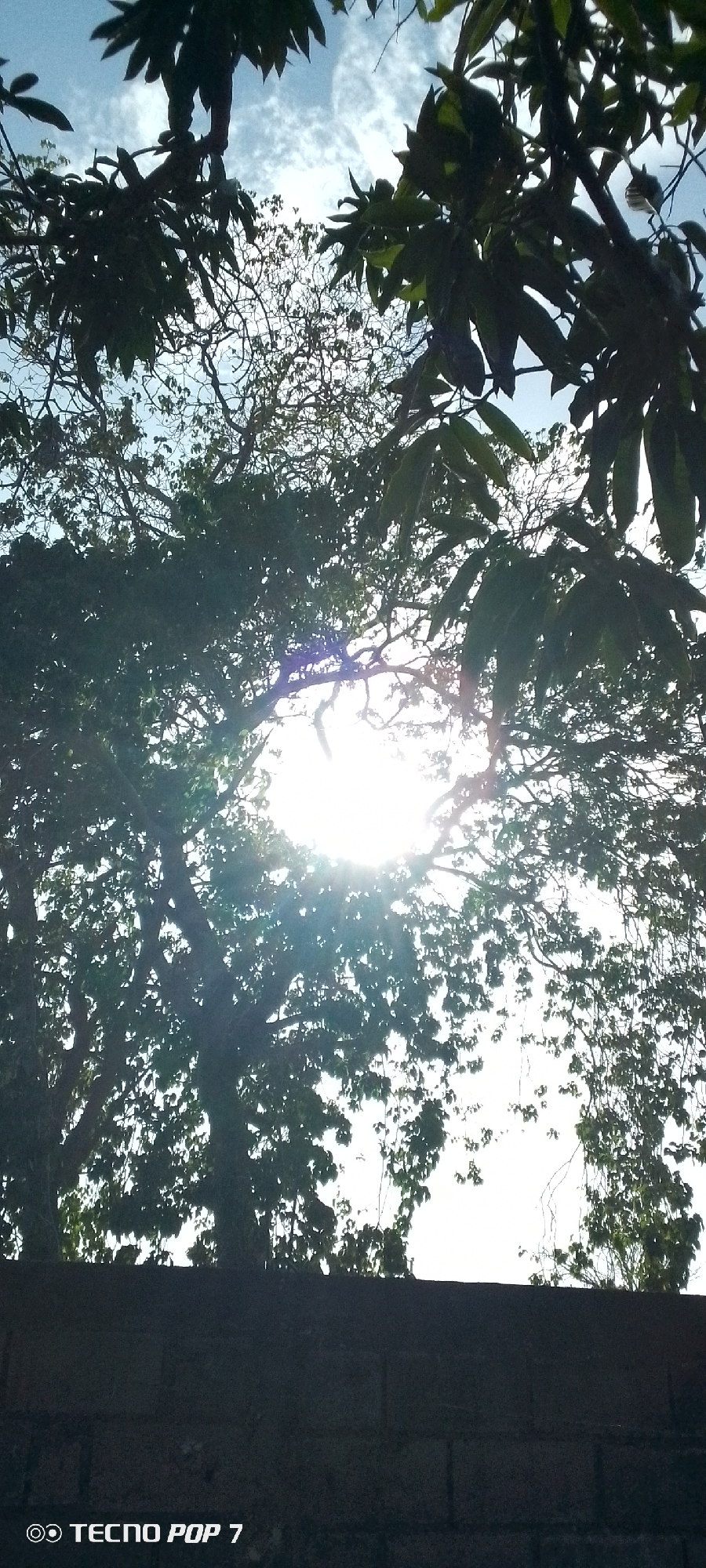 A low-angle shot displays a brick wall in the foreground, partially obscuring a view of several trees overhead. The leaves and branches form a dense canopy, with the sun shining brightly through the gaps, creating a lens flare effect. The sky is visible in small patches between the foliage, showing some clouds. The photo includes the text "TECNOP POP 7". The location, Altagracia, Venezuela, is provided as context but not visually verifiable within the image. No people or specific actions are depicted.