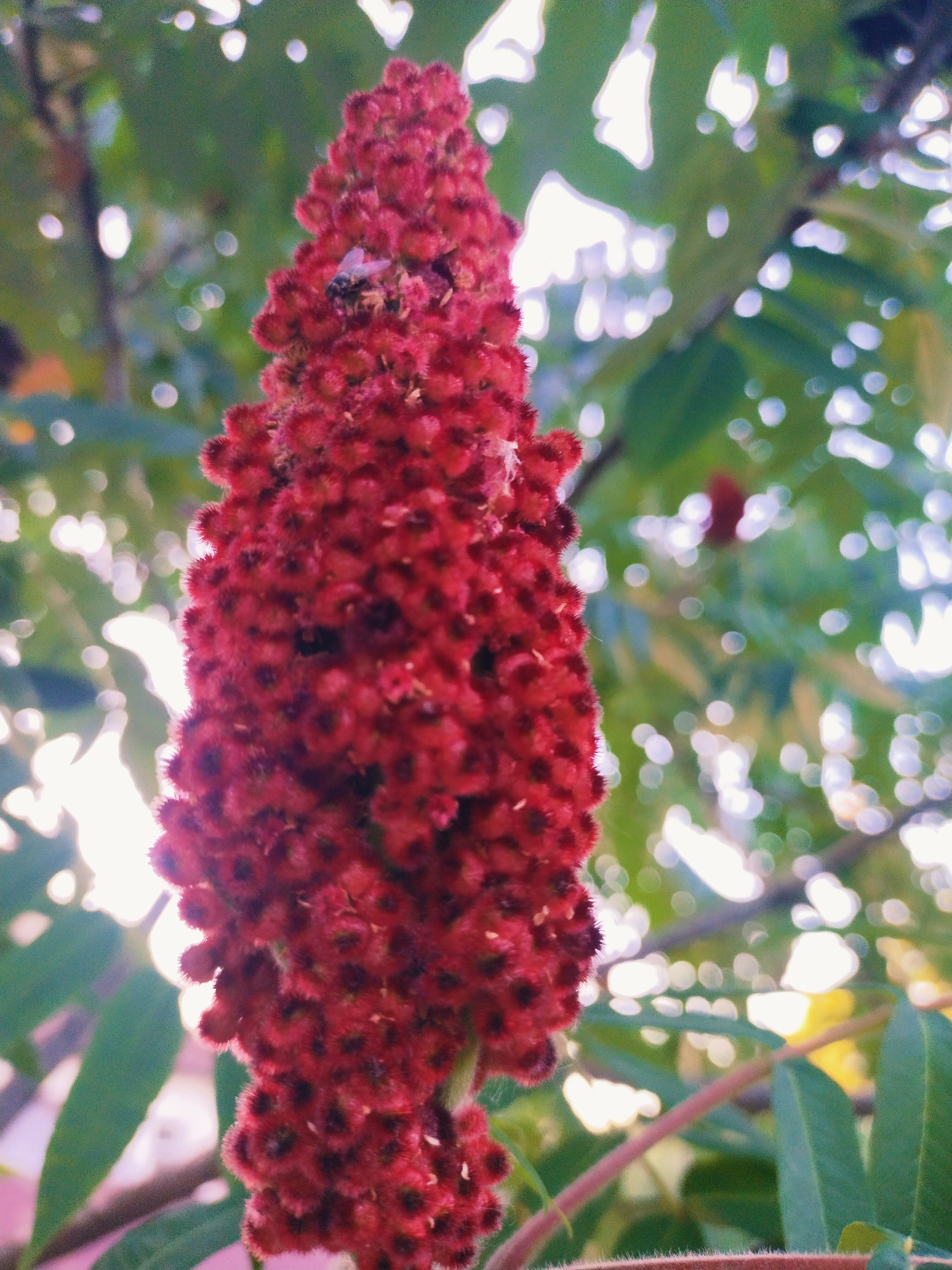 A close-up, low-angle shot focuses on a velvety, deep red staghorn sumac seed head in bloom, set against a softly blurred backdrop of green foliage and dappled sunlight. A single, small fly rests on the upper portion of the seed head, its delicate wings and body visible. The sumac cluster is densely packed with tiny, fuzzy florets, creating a textured, almost spiky appearance. In the background, out-of-focus leaves and bright, circular bokeh lights suggest an outdoor, natural setting. The lighting is bright, with the sun's rays filtering through the leaves, creating a luminous effect. The scene appears to be in a park or garden environment.