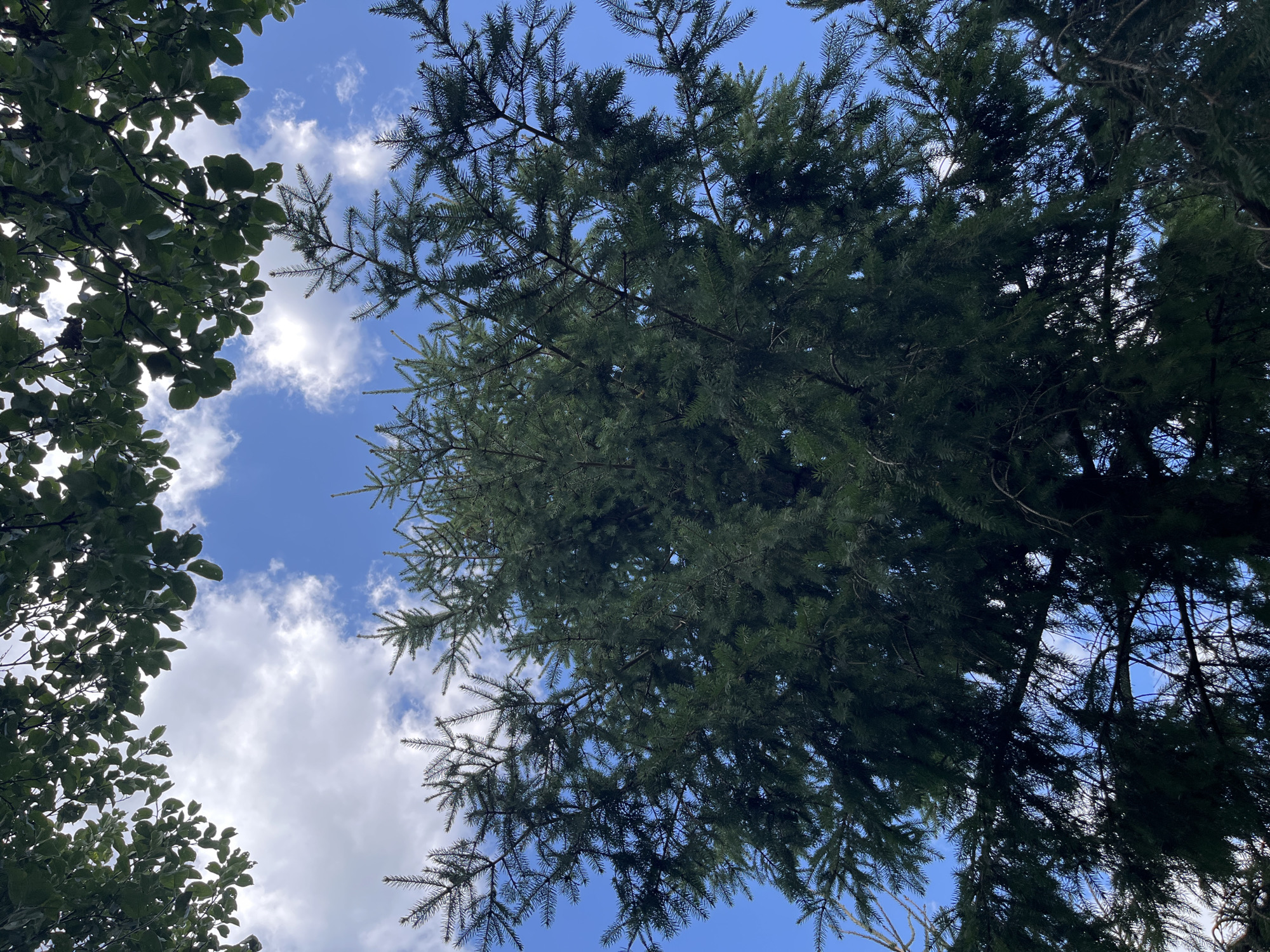 A low-angle shot captures the dense green foliage of coniferous trees against a bright blue sky dotted with white clouds. The branches of the trees fill the frame, with the sky visible through the gaps in the needles. The top edges of the image are framed by the leaves of deciduous trees, creating a layered effect of greenery. This scene is located in Fedorovka, Russia.