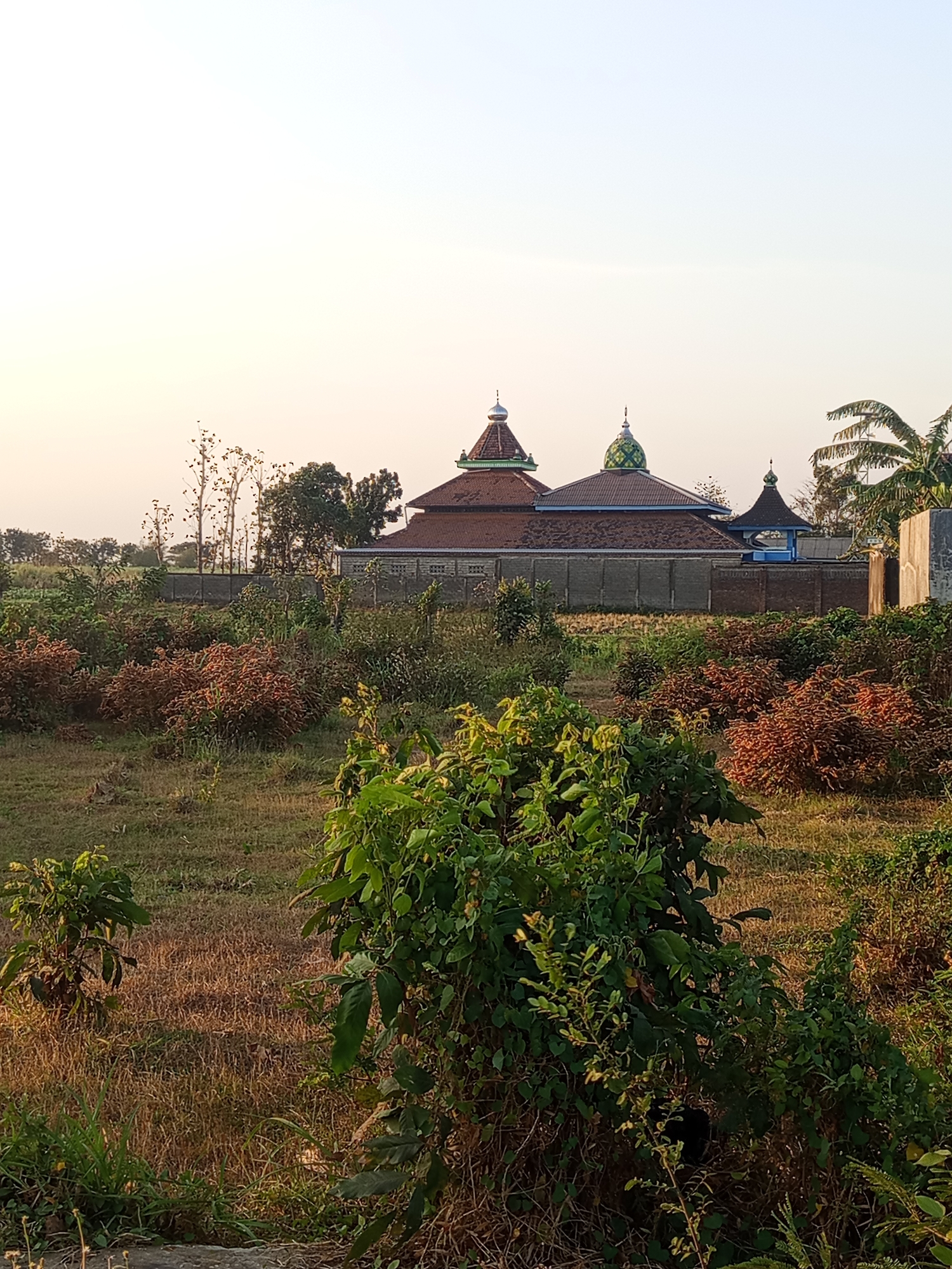 The image captures a serene view of a mosque in Ngablak, Indonesia, set against a backdrop of a clear, pale sky tinged with the warm hues of late afternoon sunlight. The mosque, the focal point of the scene, features a traditional multi-tiered roof structure with prominent domes, one of which is a vibrant green and the other a lighter shade. The building is surrounded by a low, light-colored brick wall, partially obscured by lush greenery.
In the foreground, the landscape is a mixture of dry, brown grass and vibrant green foliage. Several bushes with reddish-brown leaves are scattered across the middle ground, adding a touch of color to the scene. The overall environment suggests a rural or semi-rural setting, with evidence of natural vegetation and agricultural land. The lighting indicates a peaceful time of day, with soft shadows cast across the ground. There are no people visible in the image.