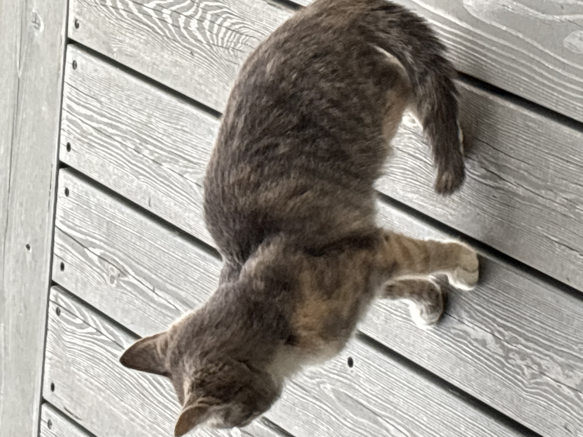 A tortoiseshell cat with grey, brown, and tan patches stands on a weathered wooden deck. The cat is facing left, with its tail curled slightly. The wooden planks are laid parallel to each other and show signs of age and wear. The background is out of focus, but suggests an outdoor environment. The location is Zvenigorod, Russia.