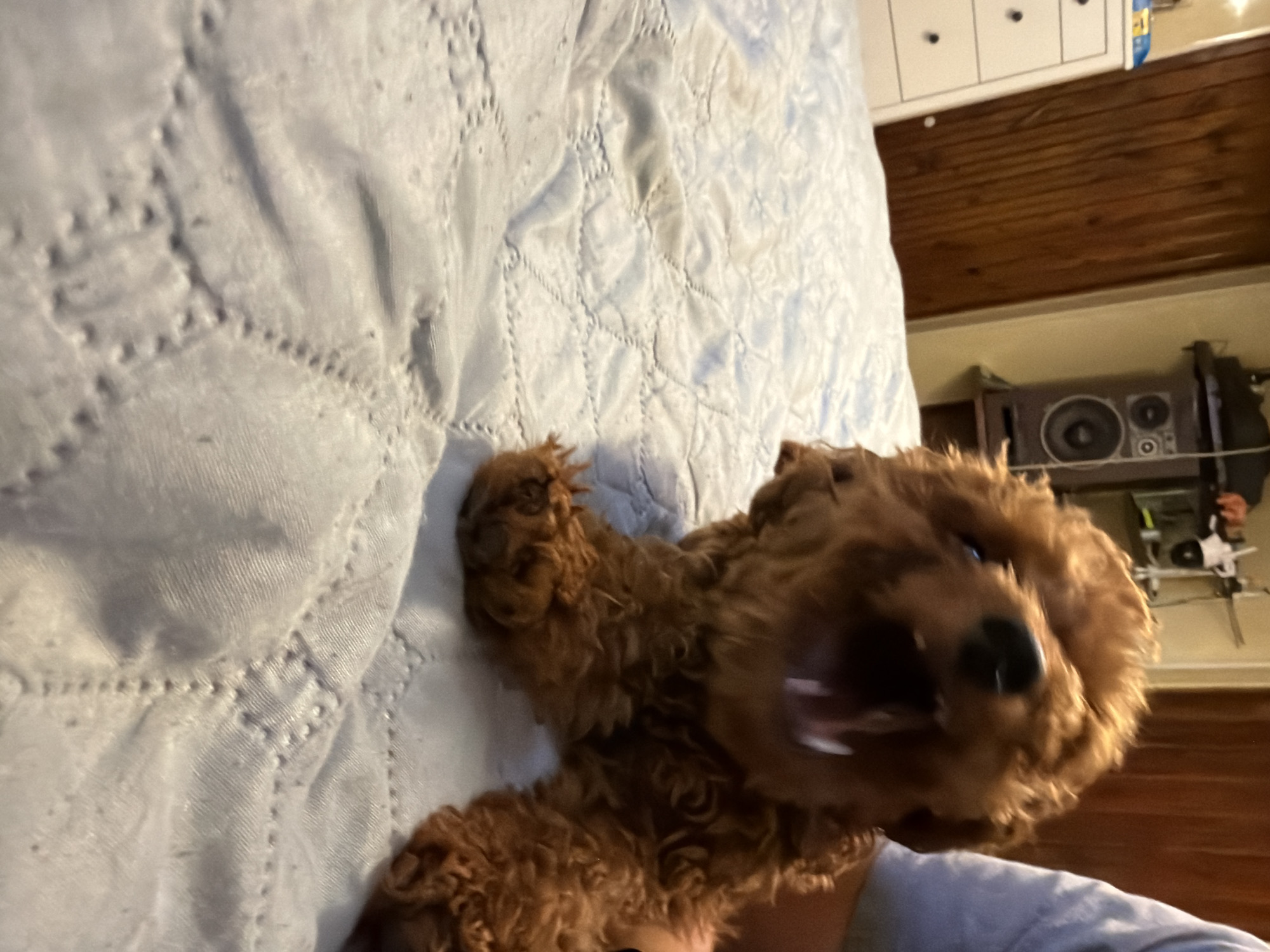 A close-up, eye-level, indoor shot shows a small, curly-haired, reddish-brown dog, possibly a poodle mix, lying on its side on a white quilted comforter. The dog's mouth is wide open, revealing its tongue and teeth, and its eyes are open. The comforter has a diamond-shaped stitching pattern and appears to be slightly rumpled. In the background, a wooden door, a white dresser with black knobs, and a dark stereo speaker on a shelf are visible. The lighting is somewhat dim, casting soft shadows. The overall scene appears to be a bedroom.