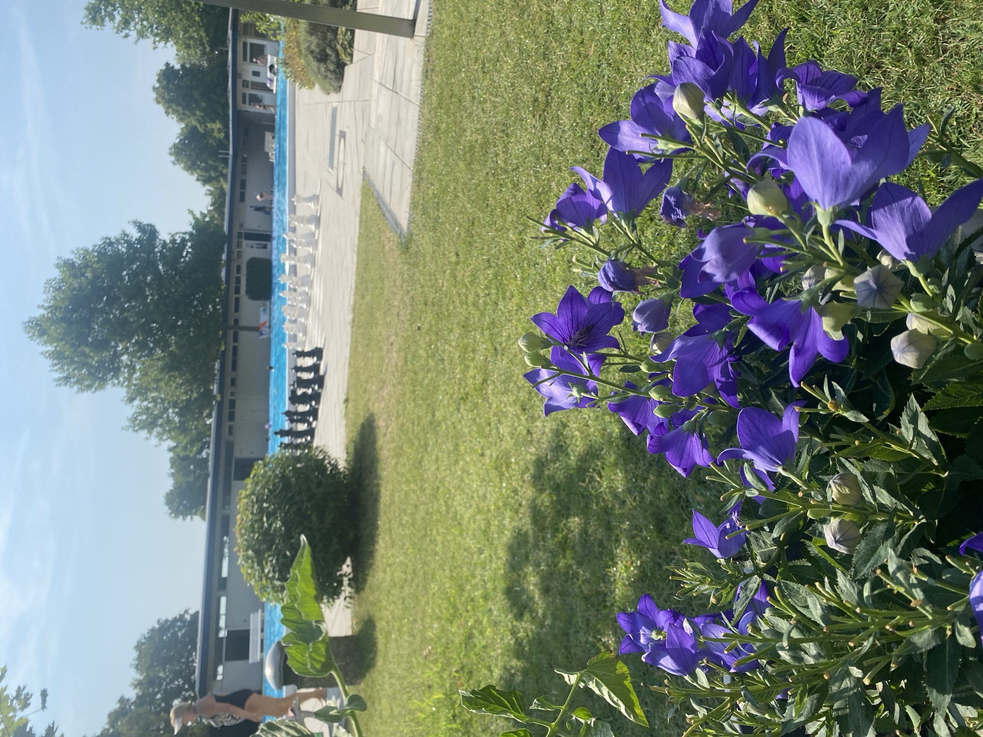 The image depicts an outdoor scene at a public swimming pool in Deutschkreutz, Austria. In the foreground, a cluster of vibrant purple bell-shaped flowers, likely balloon flowers, are in bloom. Behind the flowers, a well-maintained lawn extends towards a paved area. Adjacent to the lawn, a life-sized chessboard is set up with black and white pieces, suggesting a recreational area. In the mid-ground, a bright blue swimming pool is visible with several people swimming or relaxing in the water. A long, low building with a dark roof lines the far side of the pool, likely housing changing rooms or facilities. Trees are present in the background, indicating a green and open environment. The sky is clear and blue, suggesting a sunny day. A person in a black swimsuit and white visor is walking in the left portion of the image, near the pool.