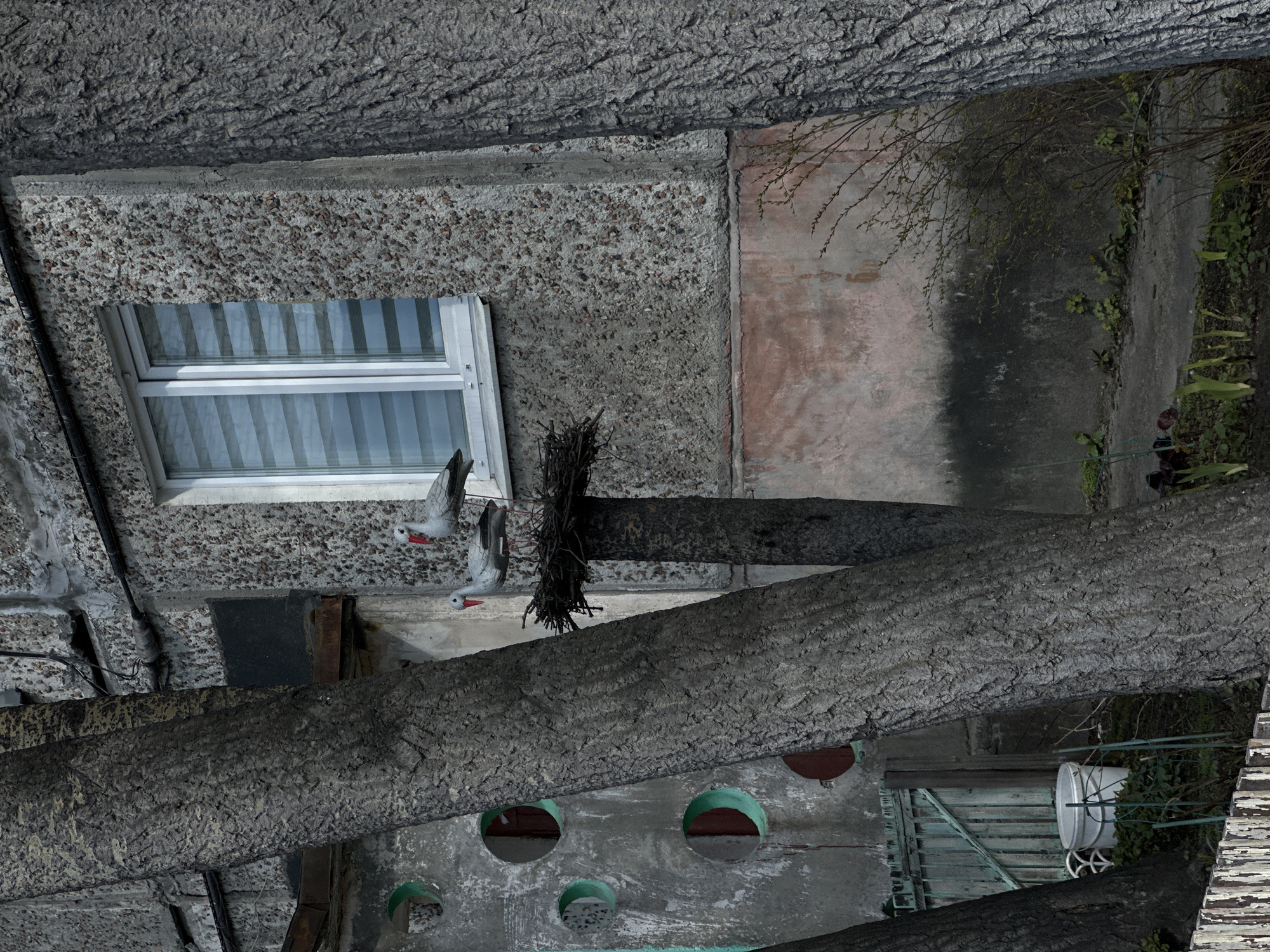 The image depicts a view of the exterior of a building in an unknown city. A tree trunk runs diagonally across the lower half of the frame, with another segment of the same tree above the first. A window is visible on the upper left side of the frame, with light-colored curtains visible through the glass. Two decorative stork statues are attached to the wall below the window. A bird's nest is affixed to the tree trunk, and a section of wall with round openings is at the bottom of the frame. A door and a white bucket are visible in the lower right corner. The wall next to the door has peeling paint. The overall scene appears to be somewhat dilapidated and overgrown.