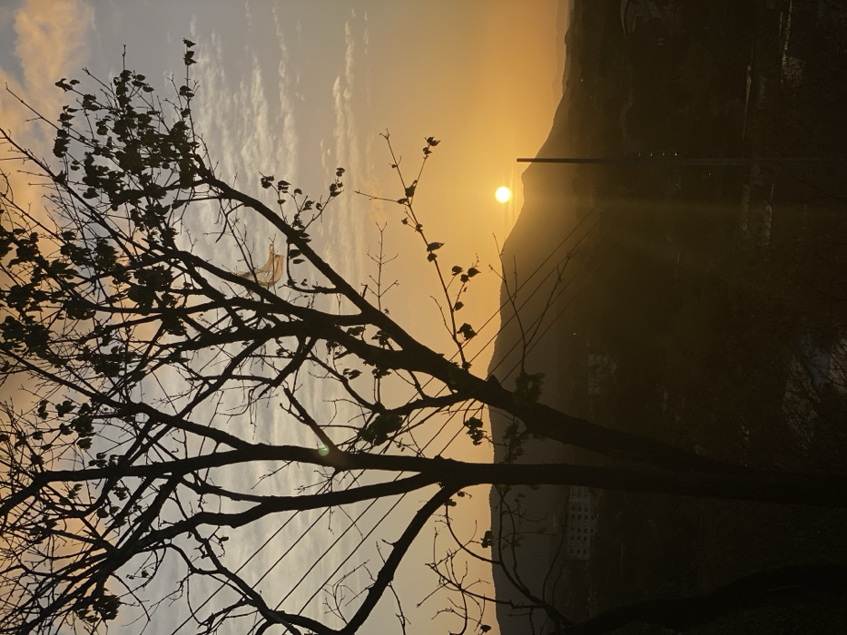 The image depicts a sunset or sunrise over the city of Juan Griego, Venezuela, viewed from an elevated vantage point. A large deciduous tree, largely silhouetted, dominates the left and central foreground. Its branches are mostly bare, with small clusters of dark leaves visible primarily on the right side. A light-colored, translucent object, consistent with a plastic bag, is entangled in the upper right branches of this tree. Multiple dark, horizontal lines, identified as overhead wires, traverse the upper left portion of the frame.
In the midground, a series of dark, undulating hills and mountains are silhouetted against the sky. Below these mountains, indistinct dark shapes suggest buildings or structures within the urban landscape. The sun, a prominent, bright orange-yellow disc, is positioned low above the horizon, slightly to the right of the image center, casting a distinct vertical lens flare downwards. A thin, dark, vertical pole is silhouetted directly in front of the sun, positioned slightly to its right. The sky transitions from a vibrant orange-yellow around the sun to lighter oranges, pinks, and pale blues towards the top and left, featuring scattered cloud formations. No individuals or specific actions are depicted.