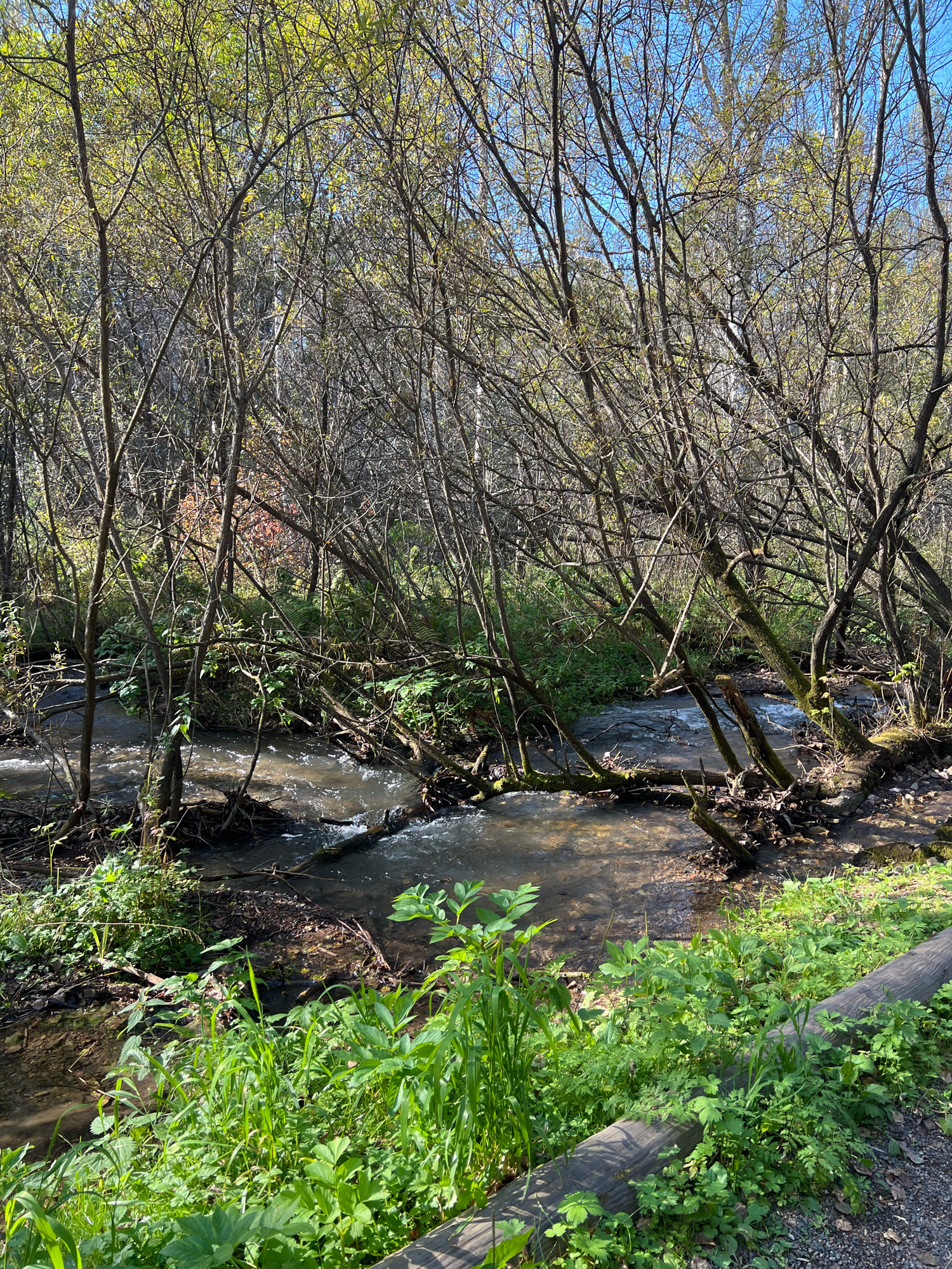 This is a vertical, eye-level, outdoor, full shot of a narrow, flowing stream in a wooded area. The stream runs from the upper left to the lower right of the image. The water is clear and appears shallow, with rocks and fallen branches visible in and around it. The stream banks are lined with lush green vegetation, including grasses and broad-leafed plants. The surrounding trees are deciduous, with many bare branches, but some are beginning to bud with small, light green leaves, indicating early spring. The ground is covered with a mix of fallen leaves, twigs, and small rocks. Sunlight filters through the branches, creating dappled shadows on the water and forest floor. In the foreground, a rough-hewn, large-diameter wooden log lies horizontally, partially buried in the vegetation and serving as a border. The sky is a clear blue. There are no people or animals visible in the image. The location is the Beryozka grove in the city of Krasnoyarsk, Russia, in early spring.