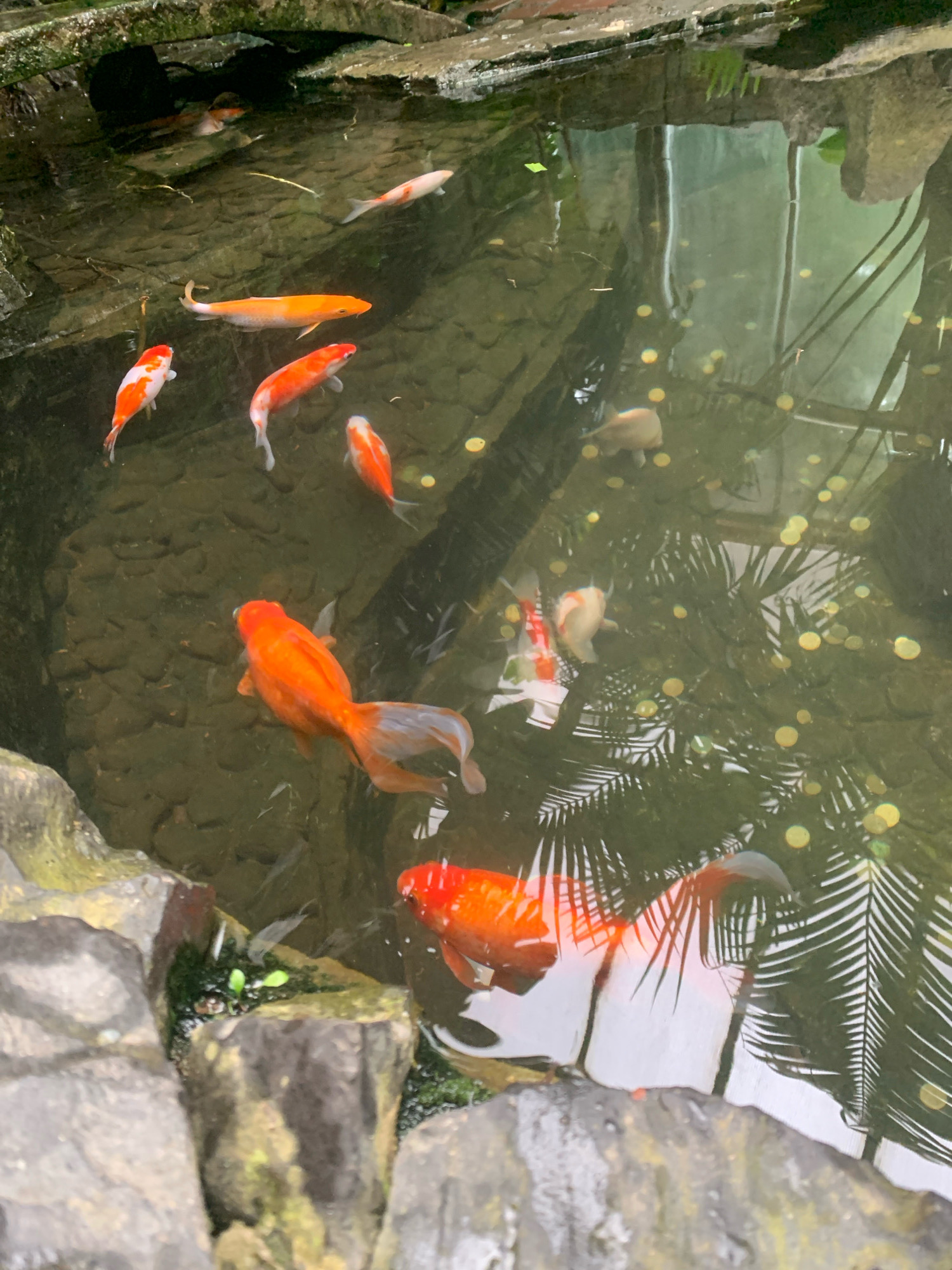 The image shows a pond with several koi fish swimming. The pond is surrounded by rocks and there are reflections of palm leaves and lights on the water's surface. There are also some coins visible at the bottom of the pond. The scene is outdoors, and the lighting suggests it is daytime. The location is Lviv, Ukraine.