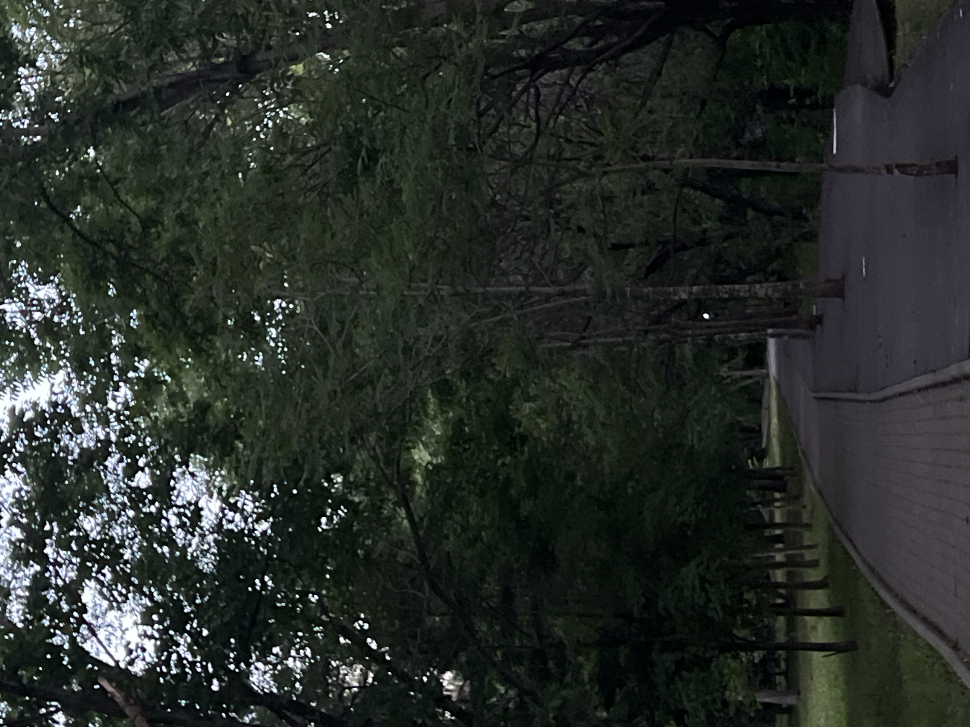 The image shows a paved walkway winding through a park lined with trees. The walkway is made of light-colored cobblestones on the left and dark asphalt on the right. The trees are tall and leafy, with dense green foliage creating a canopy overhead. Sunlight filters through the leaves, casting dappled shadows on the ground. The scene appears to be a peaceful, natural setting within an urban environment. It is not possible to determine the specific location in Khabarovsk, Russia from the image alone. There are no people or animals visible in the frame, and no objects or actions that suggest any specific event is taking place. The overall atmosphere is serene and quiet.