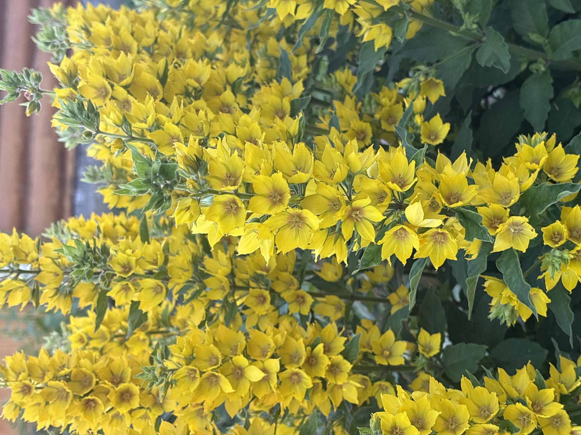 A close-up, eye-level, vertical shot captures a dense cluster of bright yellow flowers with green foliage. The flowers, with five pointed petals, are arranged in tall, upright spikes. Some buds are visible at the top of the stalks. The background is softly blurred, revealing a rustic wooden structure. The overall impression is one of vibrant natural beauty. The scene is located in the city of Kamkoye, Russia.