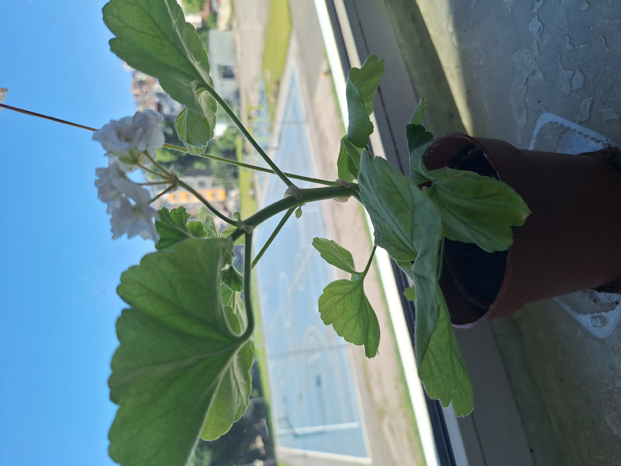 A close-up shot focuses on a small potted geranium plant with white flowers, positioned on a windowsill overlooking a courtyard with a blue basketball court. The plant, in a brown plastic pot, displays several green, lobed leaves and delicate white blossoms. In the background, a blue sky is visible above a series of low-rise buildings, suggesting an urban setting. The scene is consistent with a residential area in Varna, Bulgaria, likely a balcony or apartment window. There are no people visible in the image, and the environment appears calm and undisturbed.