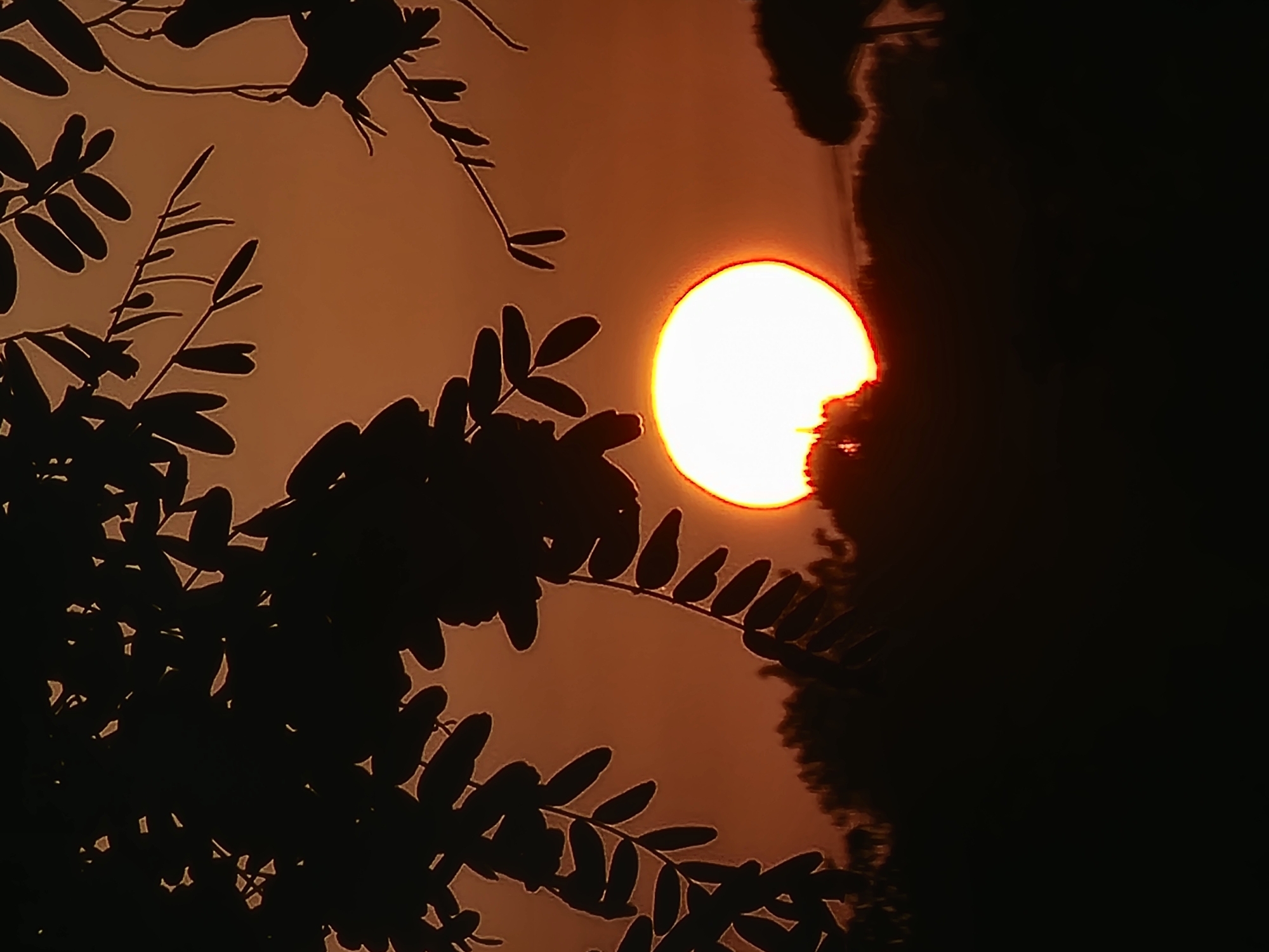 A silhouetted image shows the sun setting over a tree line in Quarteira, Portugal. The sun, a bright, glowing orb with a reddish-orange hue, is positioned in the center-right of the frame. Its lower edge is partially obscured by the dark silhouettes of trees and foliage that form a jagged horizon. Overhanging the scene from the top are dark, feathery branches and leaves, also silhouetted against the warm, orange sky. The overall atmosphere is one of twilight, with the fading light casting long shadows and creating a dramatic, natural silhouette.