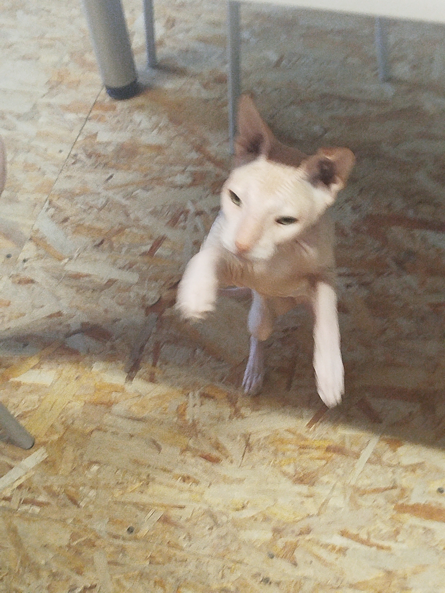 The image features a light-colored, hairless cat, likely a Sphynx breed, standing on a light-colored, textured floor. The cat has prominent ears, slender limbs, and appears to be in motion, with its front paws extended upwards. Its gaze is directed slightly to the left of the frame, and its expression is difficult to discern due to the image quality and focus.
The setting appears to be indoors, with the floor resembling particleboard or unfinished wood. In the background, blurred objects suggest furniture or structural elements, possibly legs of tables or chairs, with a dark, vertical line in the upper left corner that could be part of a chair leg. The lighting seems to be artificial, casting shadows and creating a somewhat dim atmosphere.
The cat is the sole subject and its activity is a pose or movement that suggests playfulness or alertness. There is no visible text in the image. The overall impression is a candid shot of a cat in an indoor environment, with a focus on the animal's unique appearance and posture.