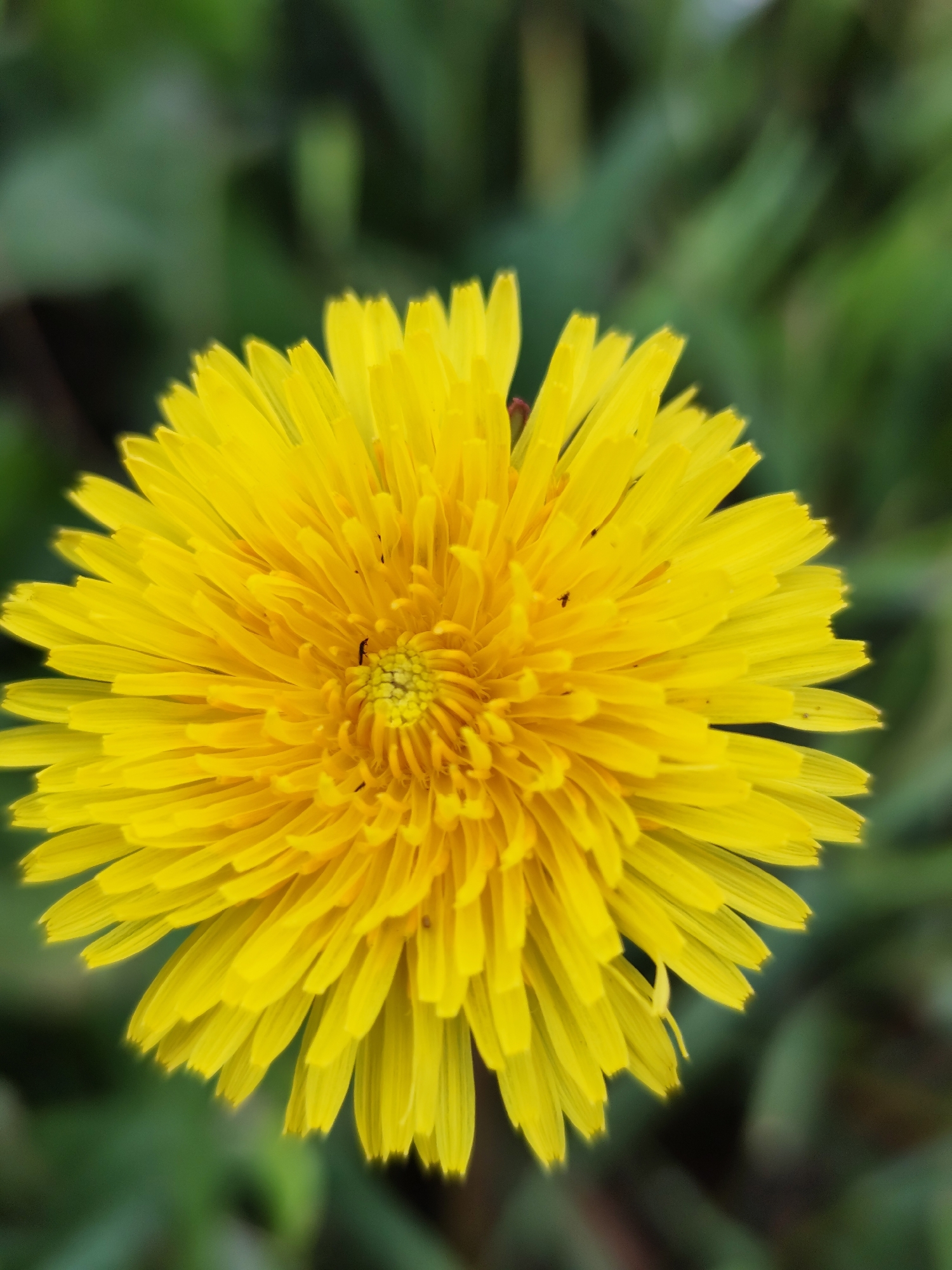 A close-up, macro photograph captures a vibrant yellow dandelion in full bloom. The flower is the central focus, with its numerous ray florets radiating outwards from a tightly packed center. The petals are a bright, sunny yellow, some showing delicate striations. Small, dark specks, likely insects, are visible on a few of the petals and within the center of the flower. The background is a soft blur of green foliage, suggesting an outdoor environment. The lighting appears natural, highlighting the texture and color of the dandelion. The image quality is sharp, emphasizing the intricate details of the flower. No specific urban or natural landmarks in Фоки, Russia are discernible.