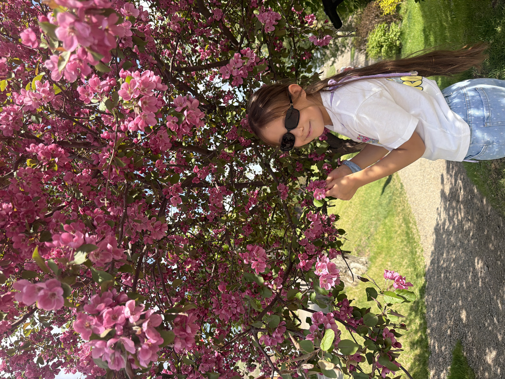 A young girl wearing sunglasses, a white t-shirt, and light blue patterned jeans stands beside a large flowering tree with pink blossoms. The tree takes up a large portion of the left side of the frame. The girl is angled towards the viewer, looking at the camera. The background shows a green grassy area and a pathway. Based on the environment and appearance of the trees, it is highly probable that this photo was taken in a park or green space. This image could potentially be taken in Krasnoyarsk, Russia, if there are parks or green spaces with similar flowering trees in that city.