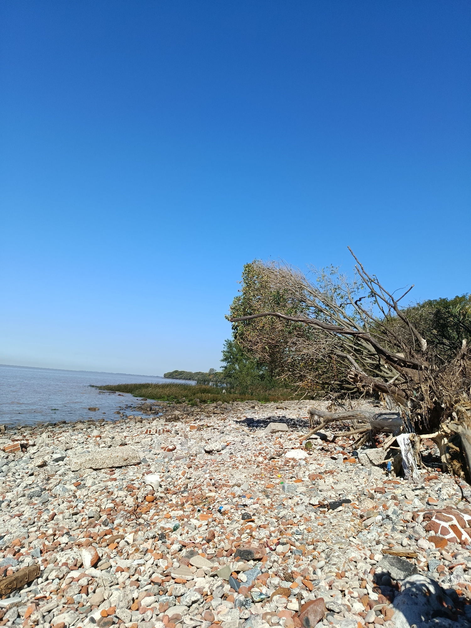 The image presents a wide-angle view of a rocky shoreline under a clear, expansive blue sky. The sky, a vibrant cerulean, occupies the upper half of the frame, free of clouds.
To the left, a calm body of brownish-grey water, likely a large river or estuary, stretches towards a hazy horizon where it meets the sky. A distant strip of green vegetation, composed of trees and bushes, lines the far bank. Closer to the water's edge in the mid-ground, patches of green reeds and grasses grow among the stones.
The foreground features a beach-like area covered extensively with a mix of small, light-colored pebbles, broken concrete fragments, and numerous reddish-orange pieces of brick. This suggests a blend of natural and man-made debris on the shore.
On the right side of the frame, a prominent, large, gnarled root system and thick, bare branches of what appears to be a fallen or uprooted tree lie sprawled across the rocky ground. Some of its upper branches still bear green leaves. Scattered throughout the rocky shoreline, particularly near the fallen tree, are various pieces of litter, including a white plastic cup and other unidentifiable fragments.
The scene depicts a bright, sunny day, likely midday, with strong natural light. There are no people visible, and no discernible activity is taking place. The setting is consistent with a riverbank or estuary shoreline, specifically along the Rio de la Plata in Buenos Aires, Argentina. No visible text is present in the image.