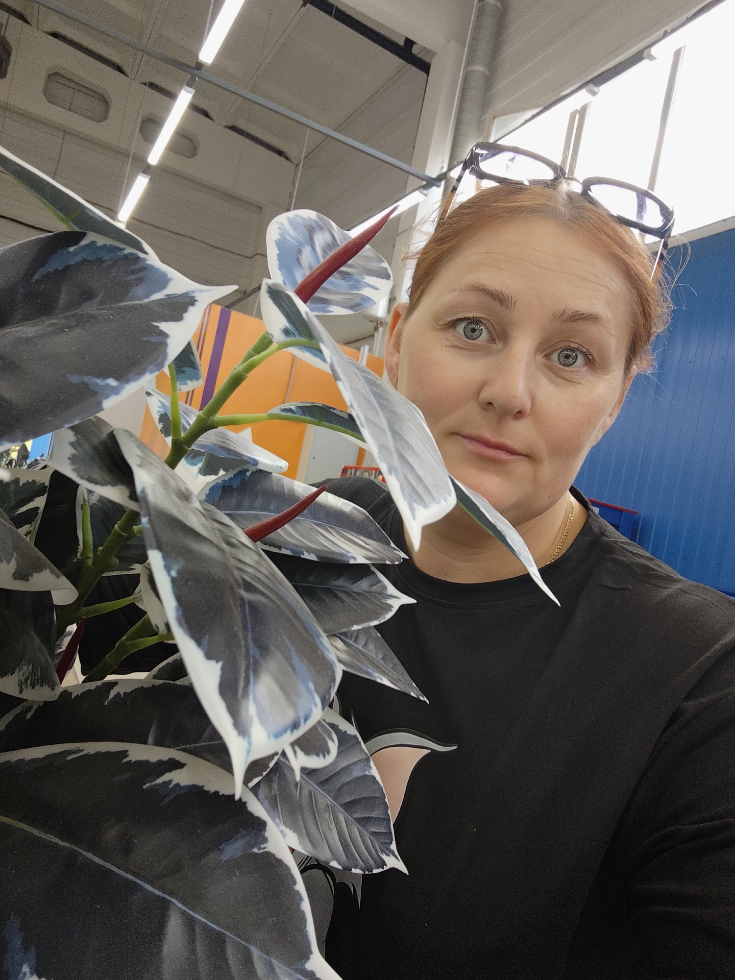 A medium shot captures a woman with reddish-blonde hair, her glasses perched on her head, looking directly at the camera. Her eyes are wide and a light blue, conveying a neutral expression. She is wearing a simple black t-shirt and a delicate gold chain necklace.
In the foreground, a large plant with broad, dark leaves variegated with white and blueish-gray patterns partially obscures the woman's left side. The plant has distinct red stems emerging from the leaf axils. The background suggests an indoor setting, possibly a retail environment, with industrial-style ceiling lighting, exposed pipes, and blue and orange colored walls. The overall lighting is bright, indicating it's daytime. The scene appears to be indoors in Chaikovsky, Russia. There is no visible text in the image.