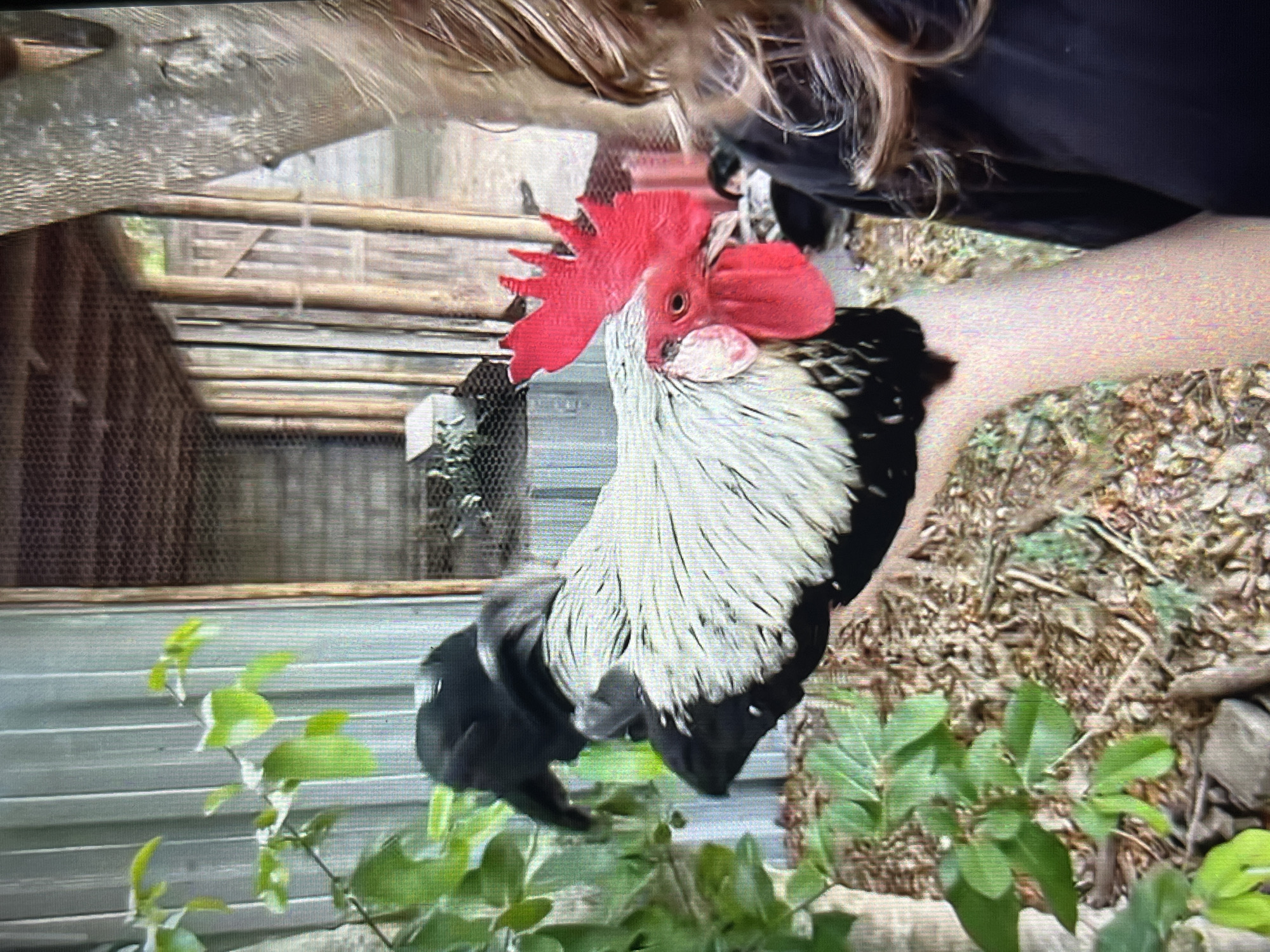 An outdoor scene in Tinaquillo, Venezuela, depicts a person holding a rooster. The person's bare forearm and hand, with light skin, supports the rooster. The individual is wearing a dark, short-sleeved garment, and light brown, wavy hair is visible on the right side of the frame. The rooster, likely a bantam breed, exhibits striking plumage with silver-laced black feathers across its body, black neck and tail feathers, and a black underside. Its head features a prominent, deeply serrated red comb, red wattles, and a red face with distinctive white earlobes. Its eye is dark, and its beak is a yellowish-grey. In the immediate background to the left, green foliage from a leafy plant partially obscures a light grey corrugated metal structure and a tree trunk with rough bark. The background further back includes a wooden structure, possibly a coop or fence, with visible vertical wooden elements and a mesh or wooden roof. To the far right, another tree trunk is visible. The ground beneath consists of dirt covered with dry leaves, twigs, and scattered debris. The scene is illuminated by natural daylight.