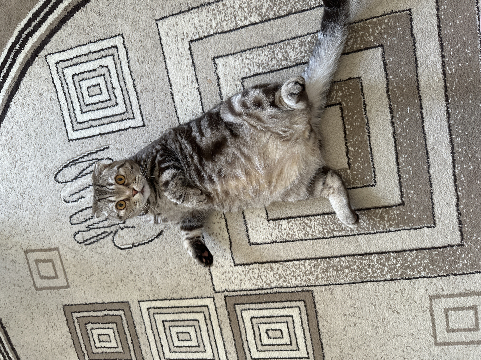 A Scottish Fold cat is lying on its back on a carpet. The carpet has a geometric pattern of squares in shades of gray and white. The cat is predominantly gray with stripes and has yellow eyes looking directly at the camera. The cat's paws are tucked in, and its tail is curled slightly. The scene is lit with natural light. Location: Unknown, Unknown.