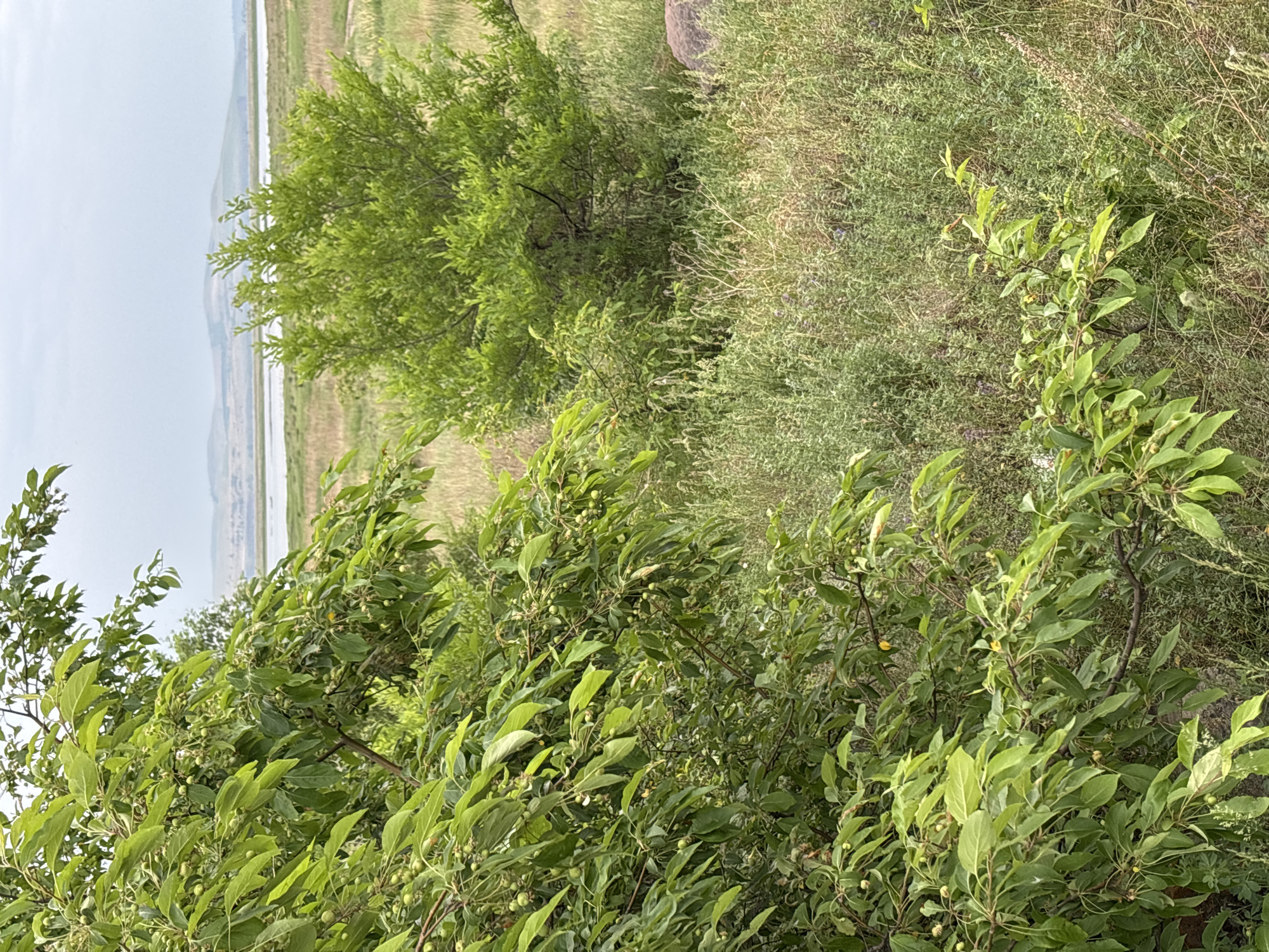 This is a vertical, eye-level, medium shot image of a landscape in Ust-Abakan, Russia. In the foreground, a tree with green leaves and small green fruits occupies the left side of the frame. Behind it, a smaller green bush is visible. The middle ground features a body of water and dry, reedy grass. In the background, rolling hills under a hazy, overcast sky complete the scene. No people or animals are present in the image.