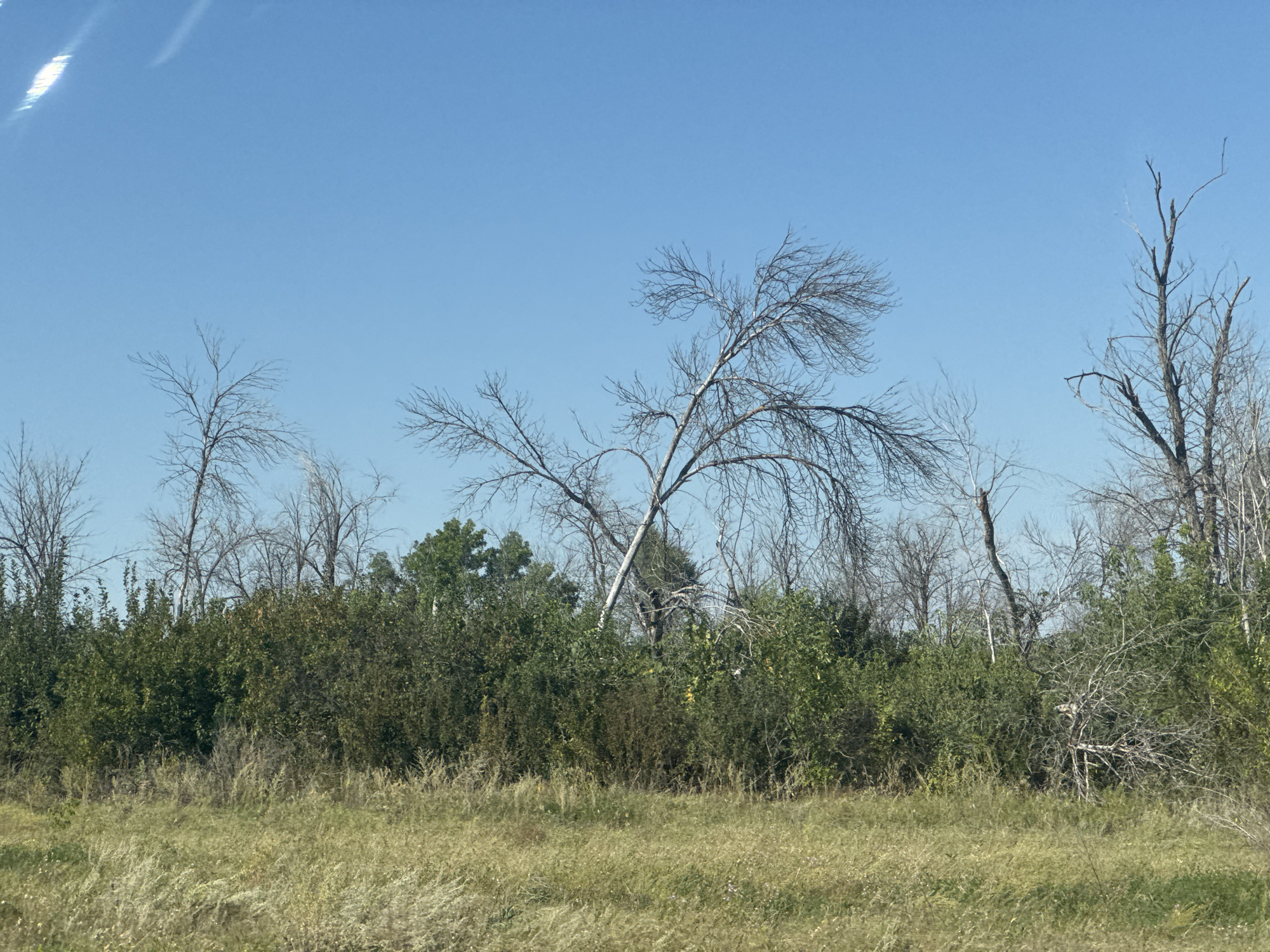 A wide-angle outdoor photograph taken from a low vantage point depicts a bright, clear blue sky dominating the upper half of the frame. The lower half is filled with a dense line of trees and brush, transitioning into a grassy field in the foreground. Several bare, spindly trees with intricate branch structures are visible against the sky, some appearing dead or dormant. The foliage of the trees and brush ranges in color from deep green to lighter, yellowish-green hues. The foreground consists of dry, golden-yellow grass with scattered, lighter-colored blades that appear windblown. The scene is devoid of any human presence or discernible activity, suggesting a natural landscape setting. The quality of the image indicates it was likely taken during daylight hours, possibly in late summer or early autumn given the dry grass and bare branches. The overall impression is one of a rural or undeveloped area.